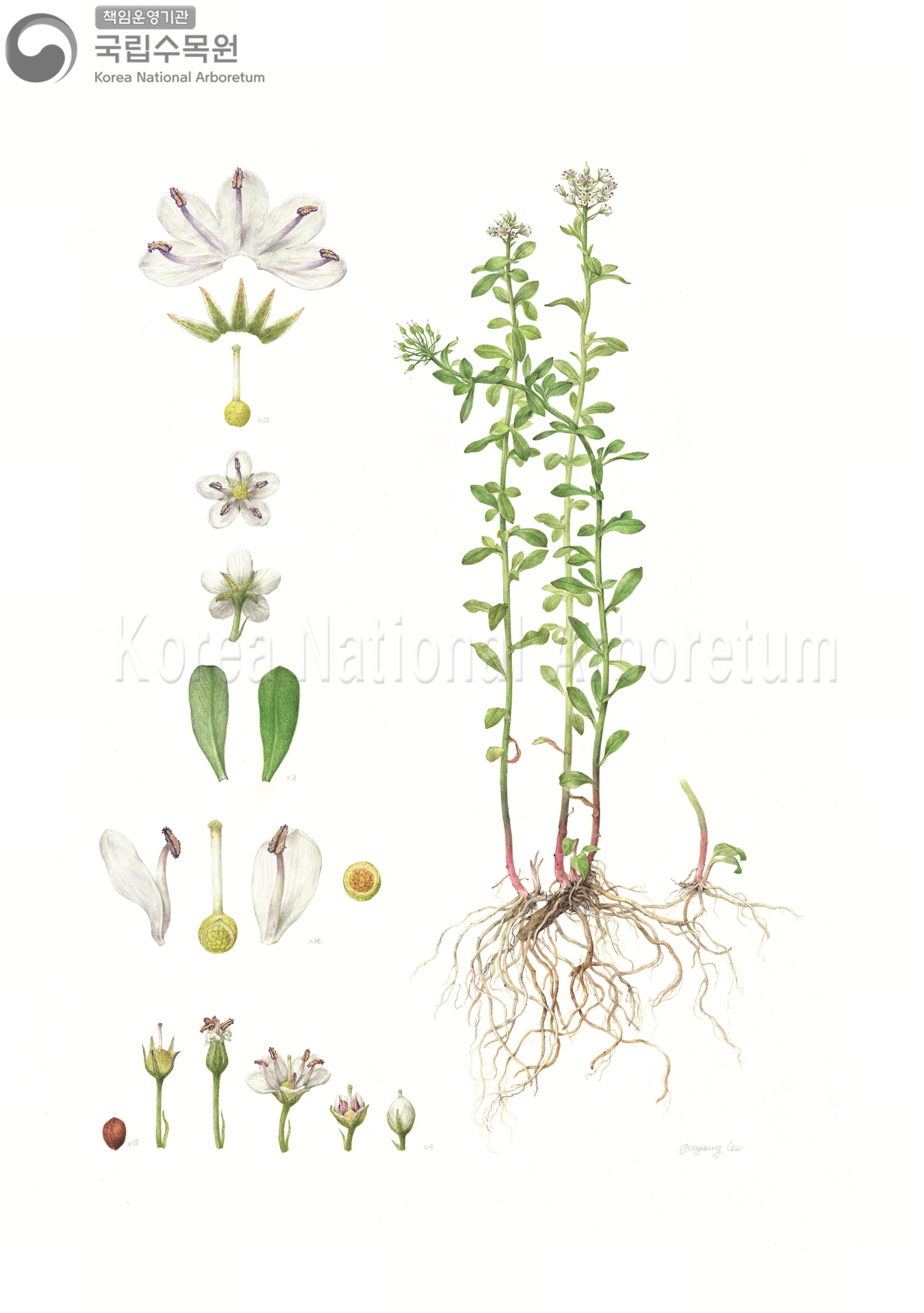 Plant Illustration Detailed View