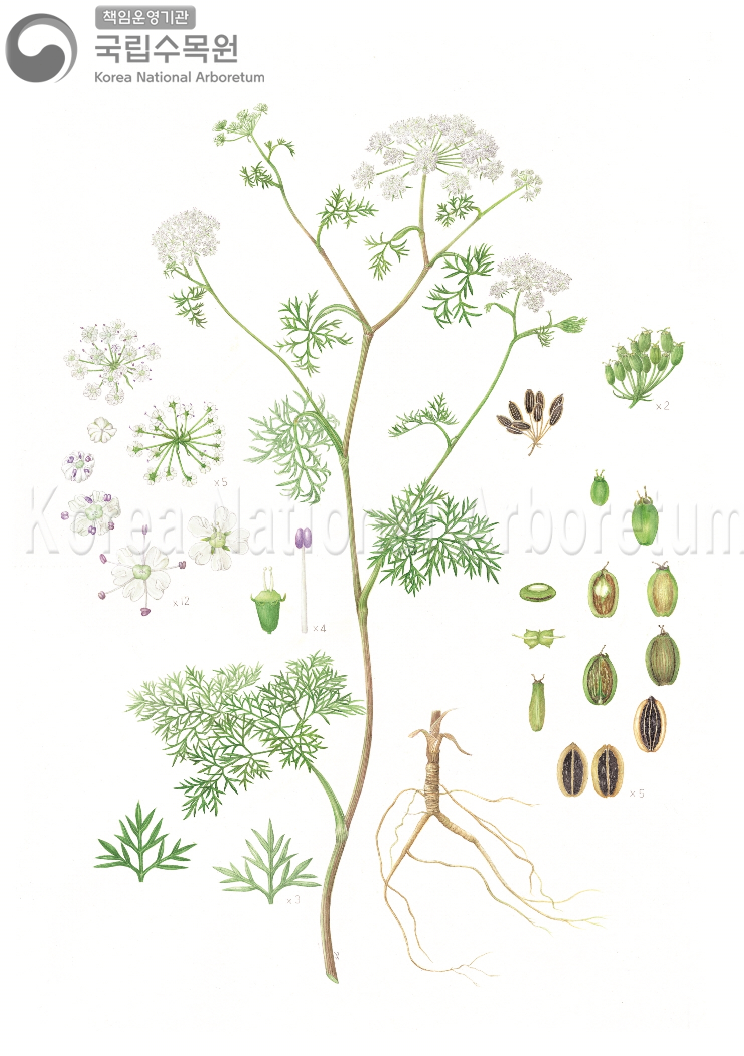 Plant Illustration Detailed View