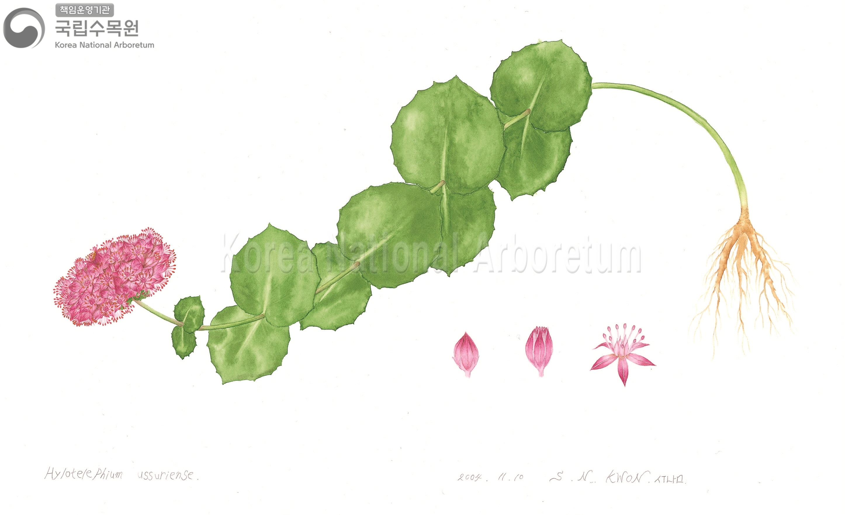 Plant Illustration Detailed View