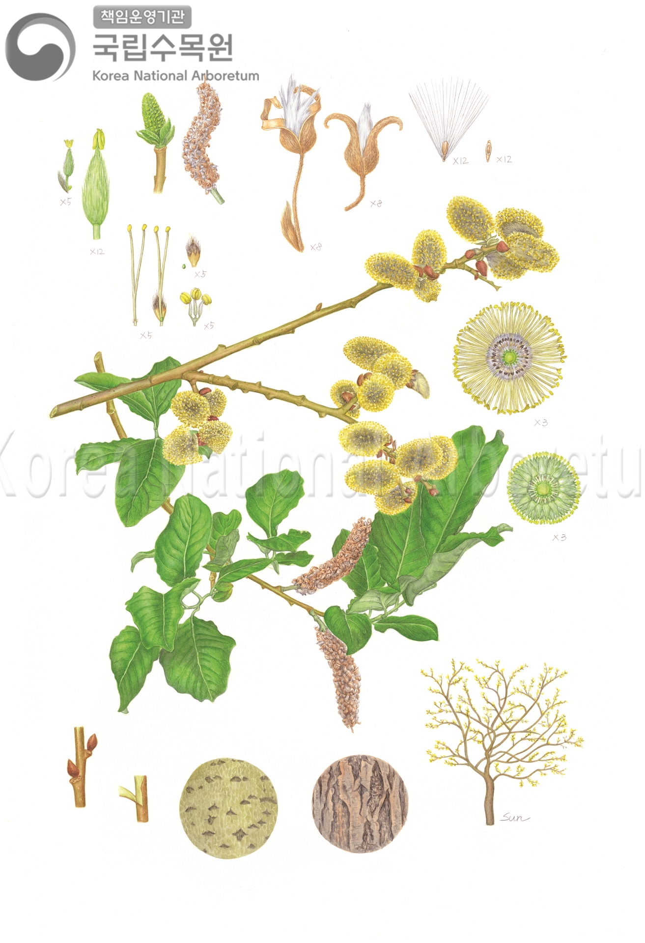 Plant Illustration Detailed View