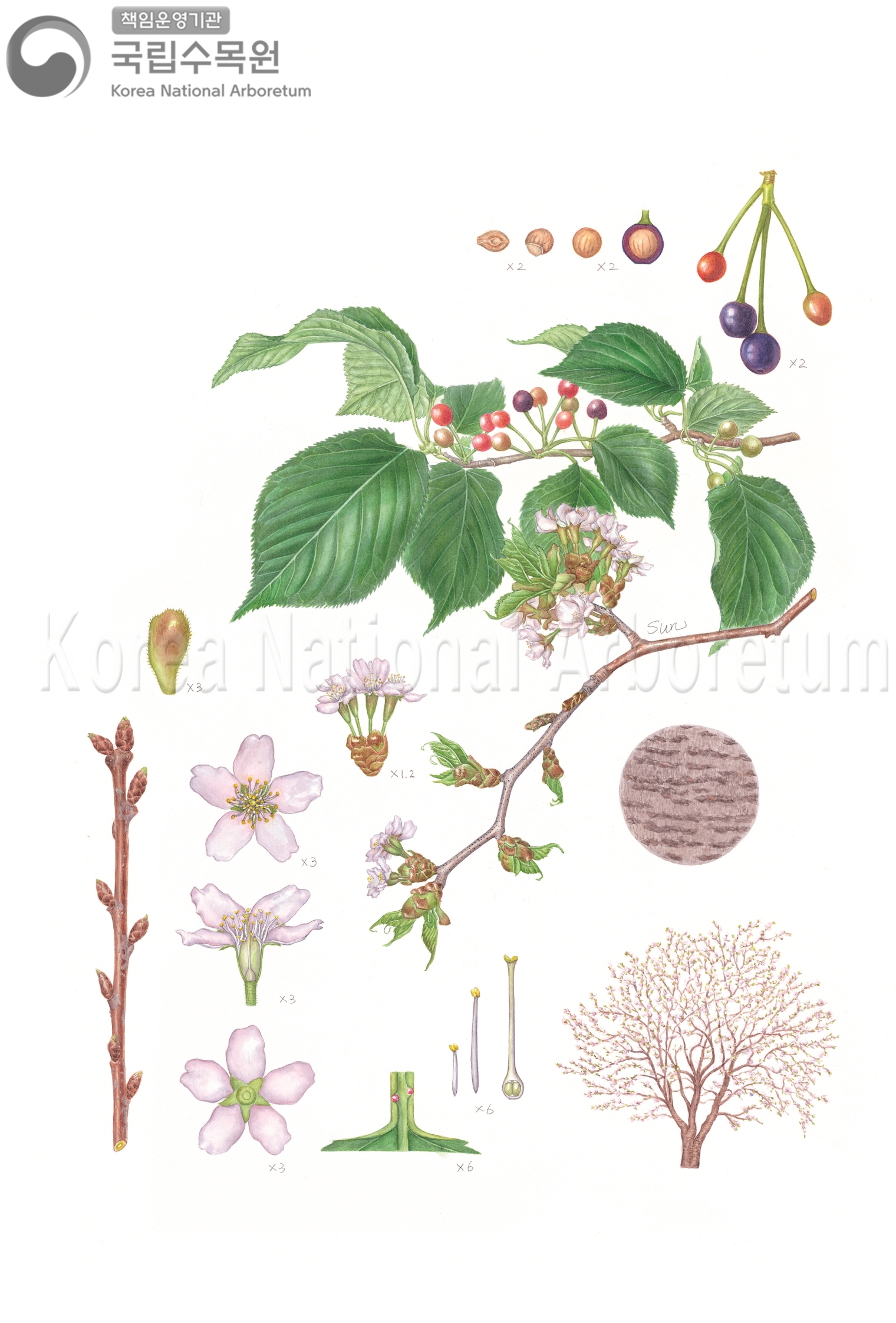 Plant Illustration Detailed View