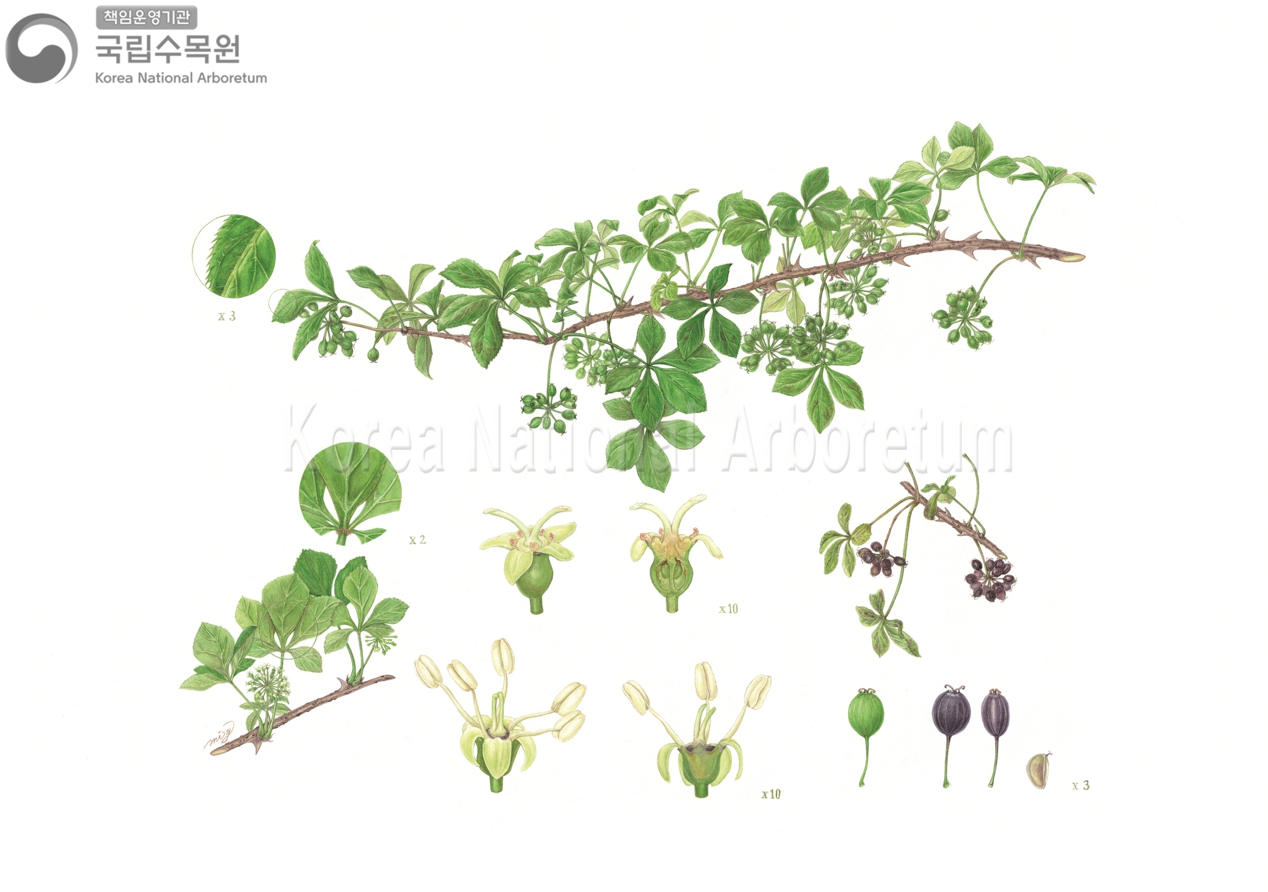 Plant Illustration Detailed View