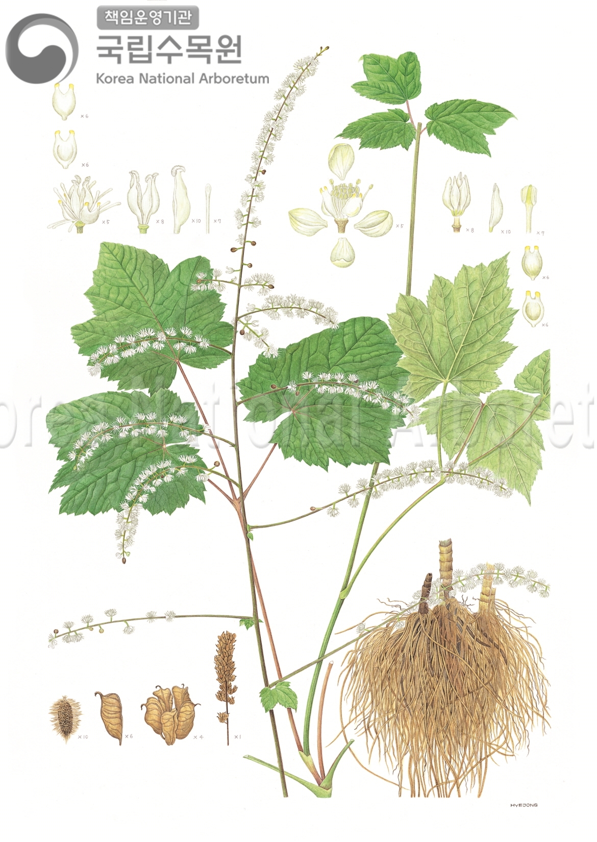 Plant Illustration Detailed View