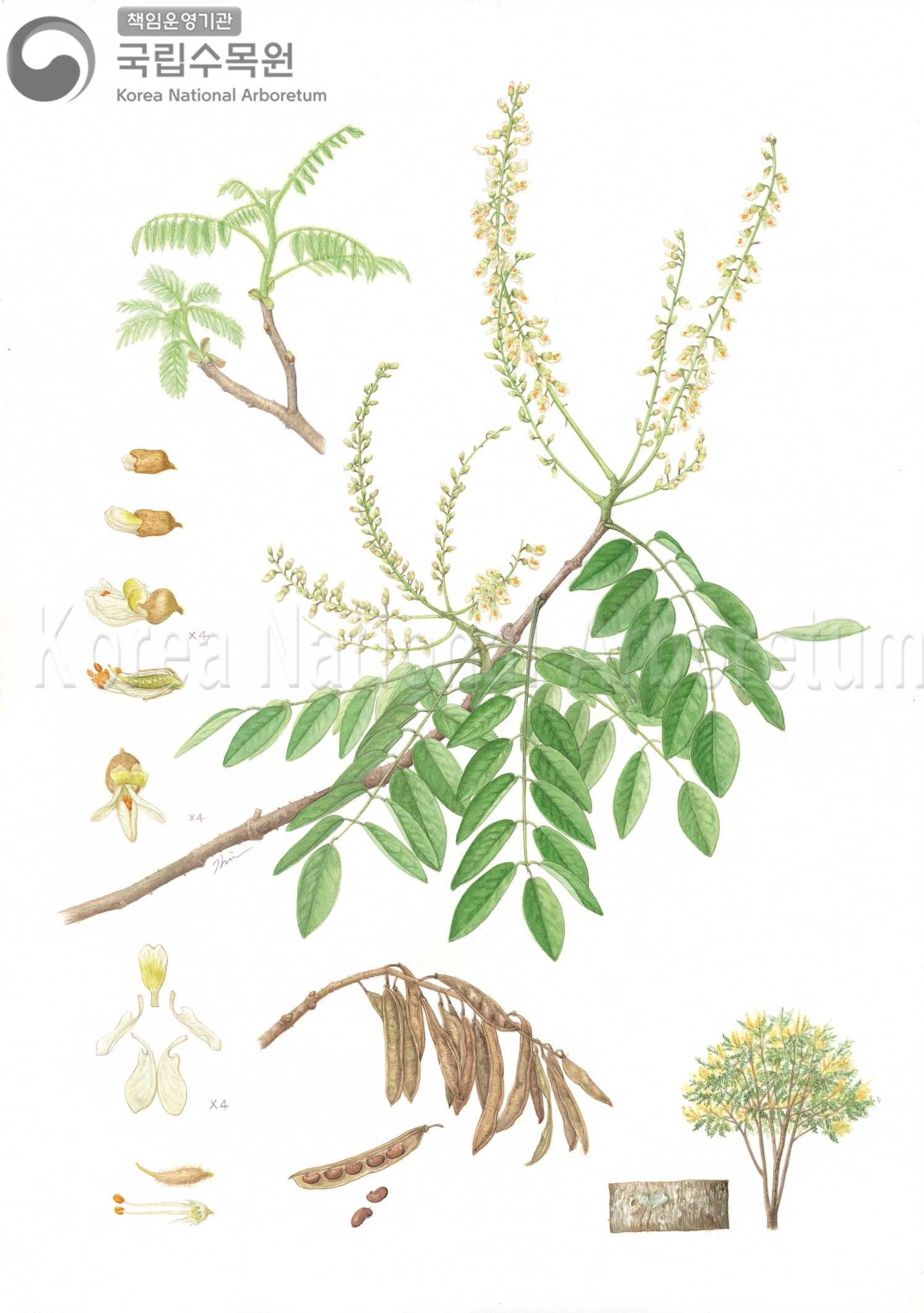 Plant Illustration Detailed View