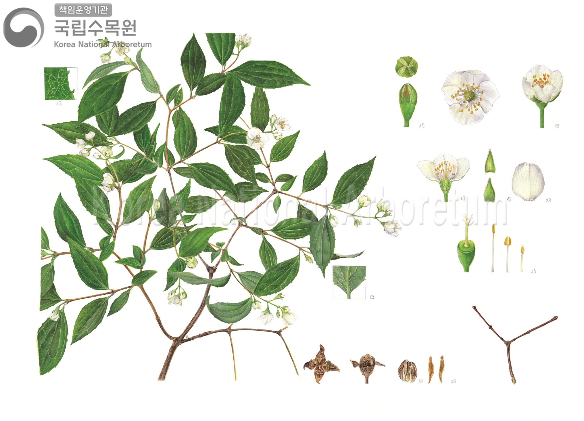 Plant Illustration Detailed View