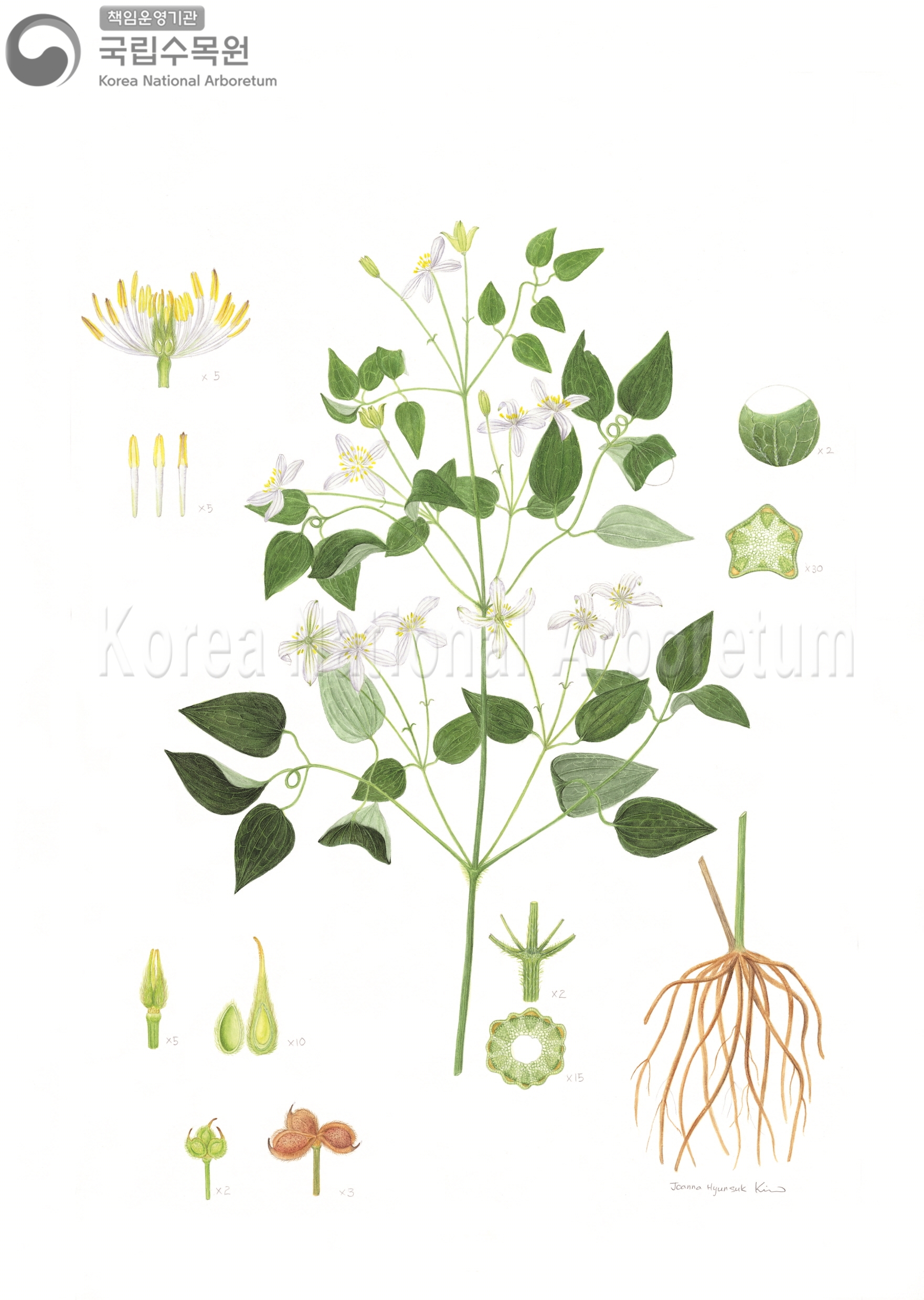 Plant Illustration Detailed View