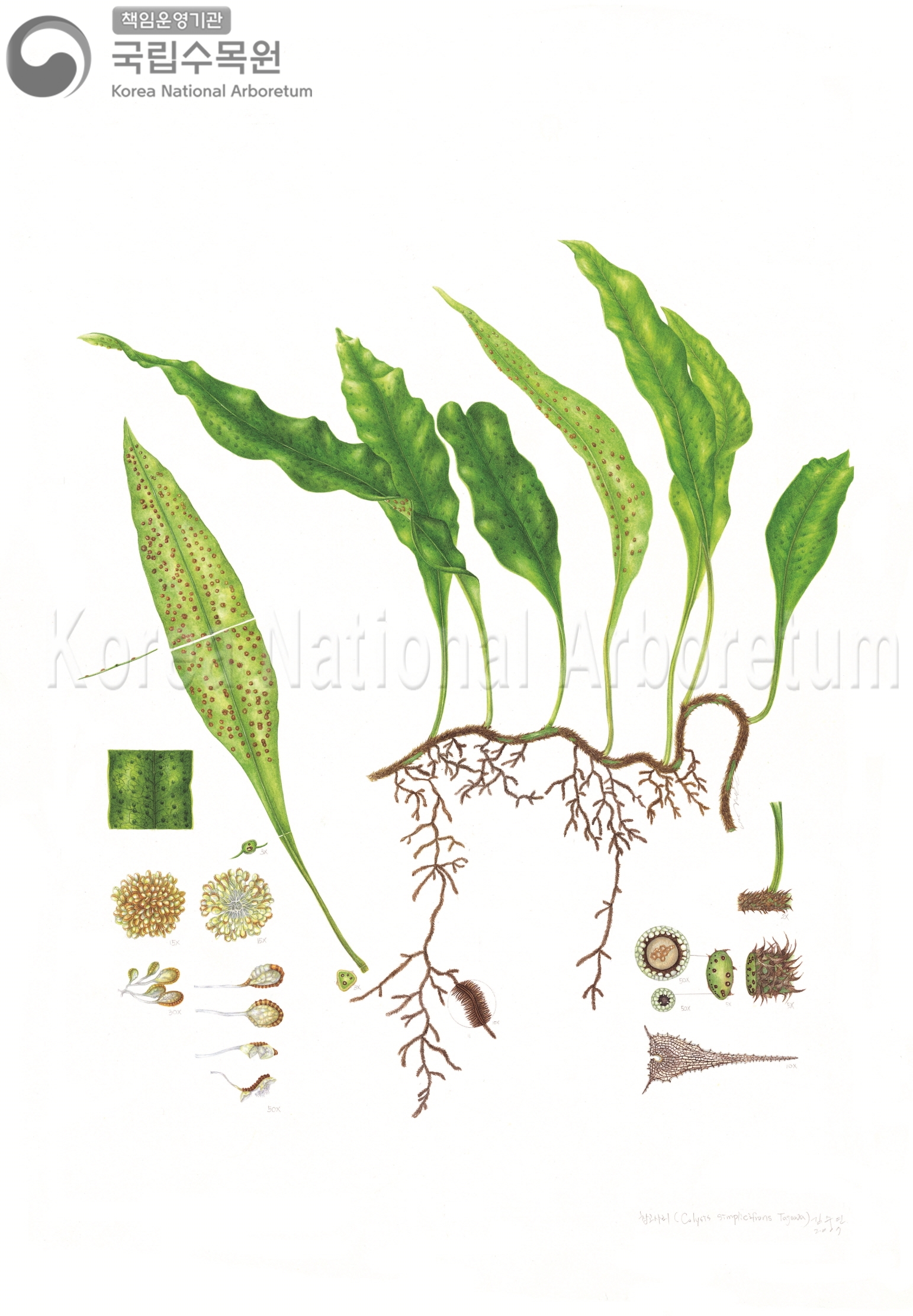 Plant Illustration Detailed View