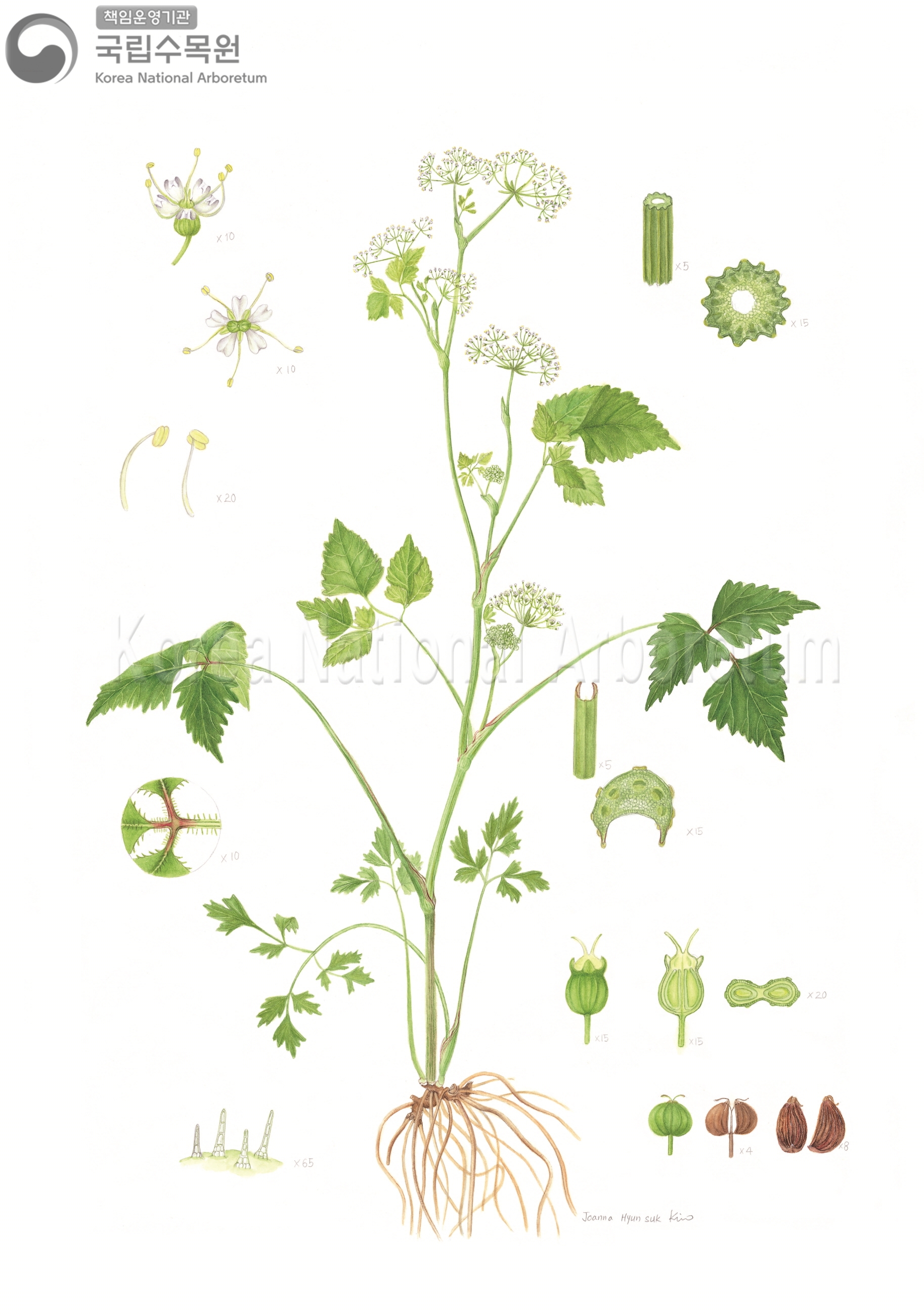 Plant Illustration Detailed View