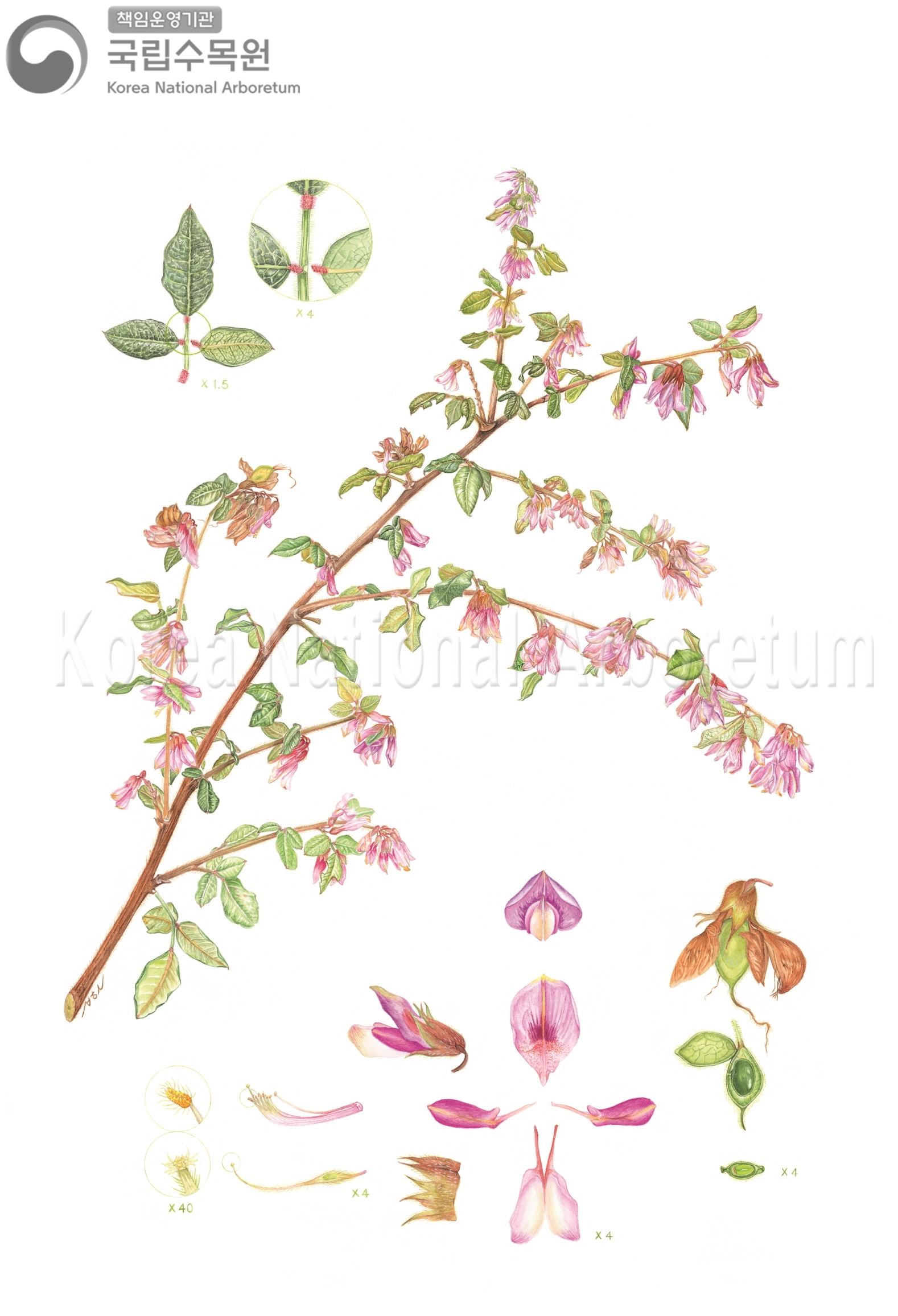 Plant Illustration Detailed View