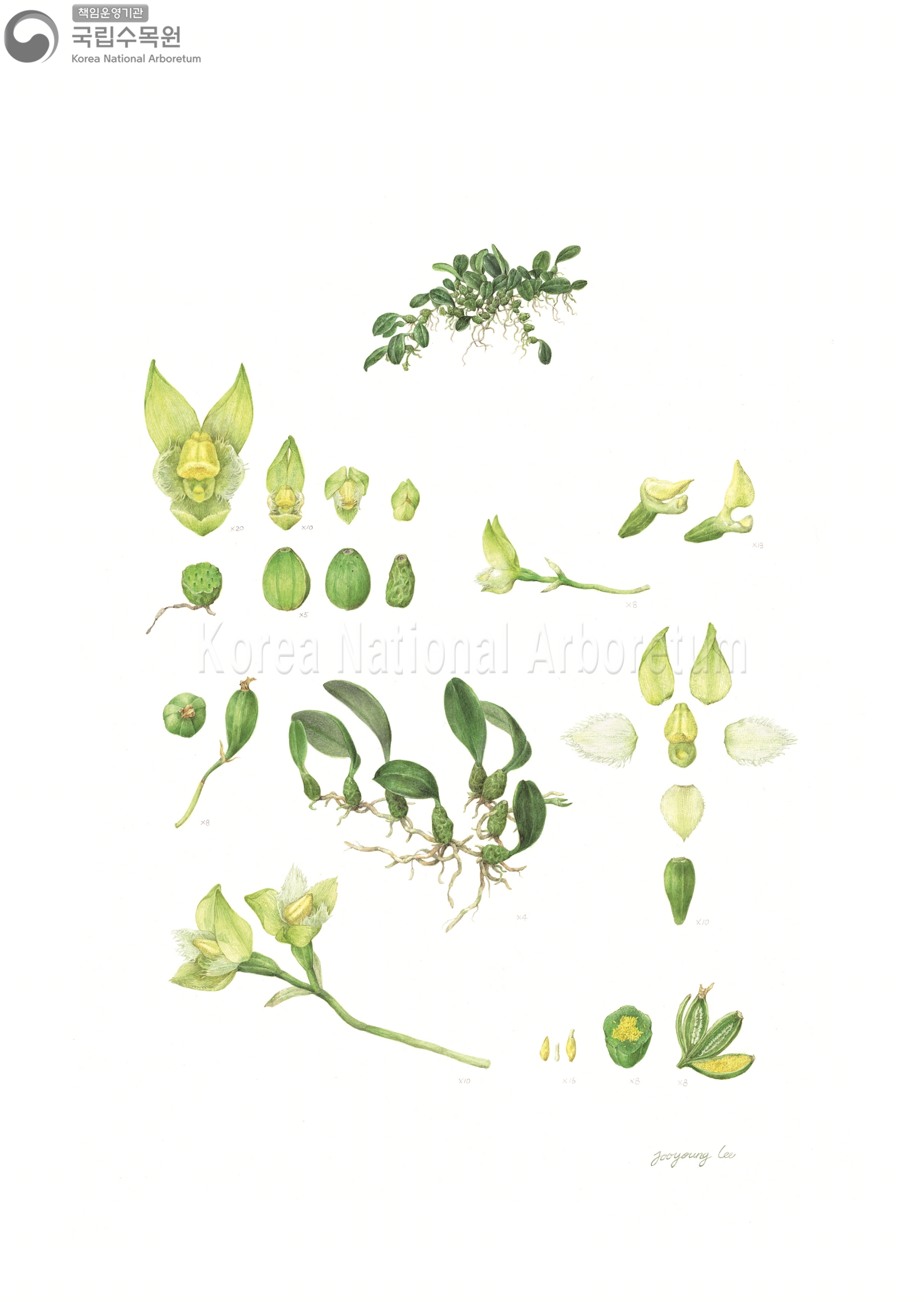 Plant Illustration Detailed View