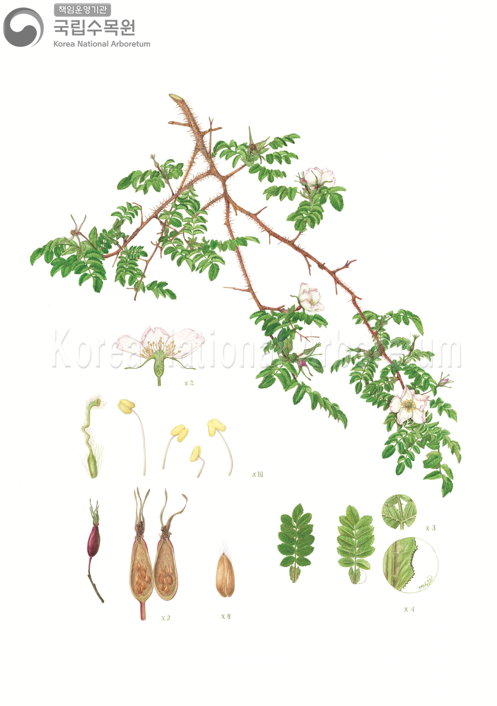 Plant Illustration Detailed View