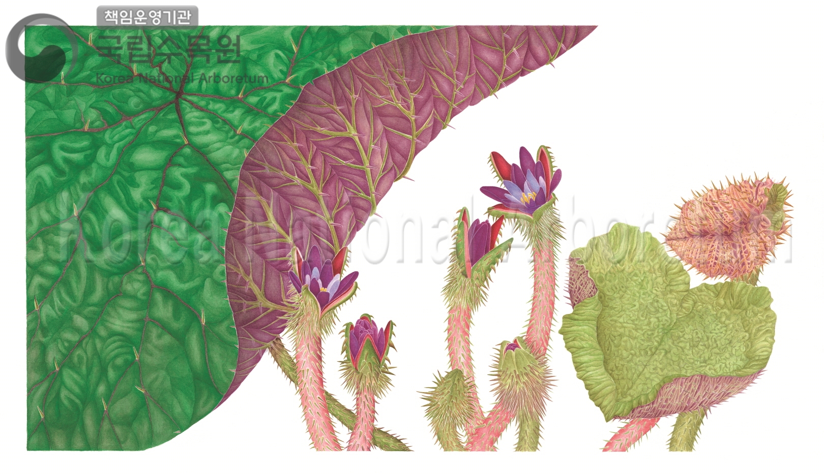 Plant Illustration Detailed View