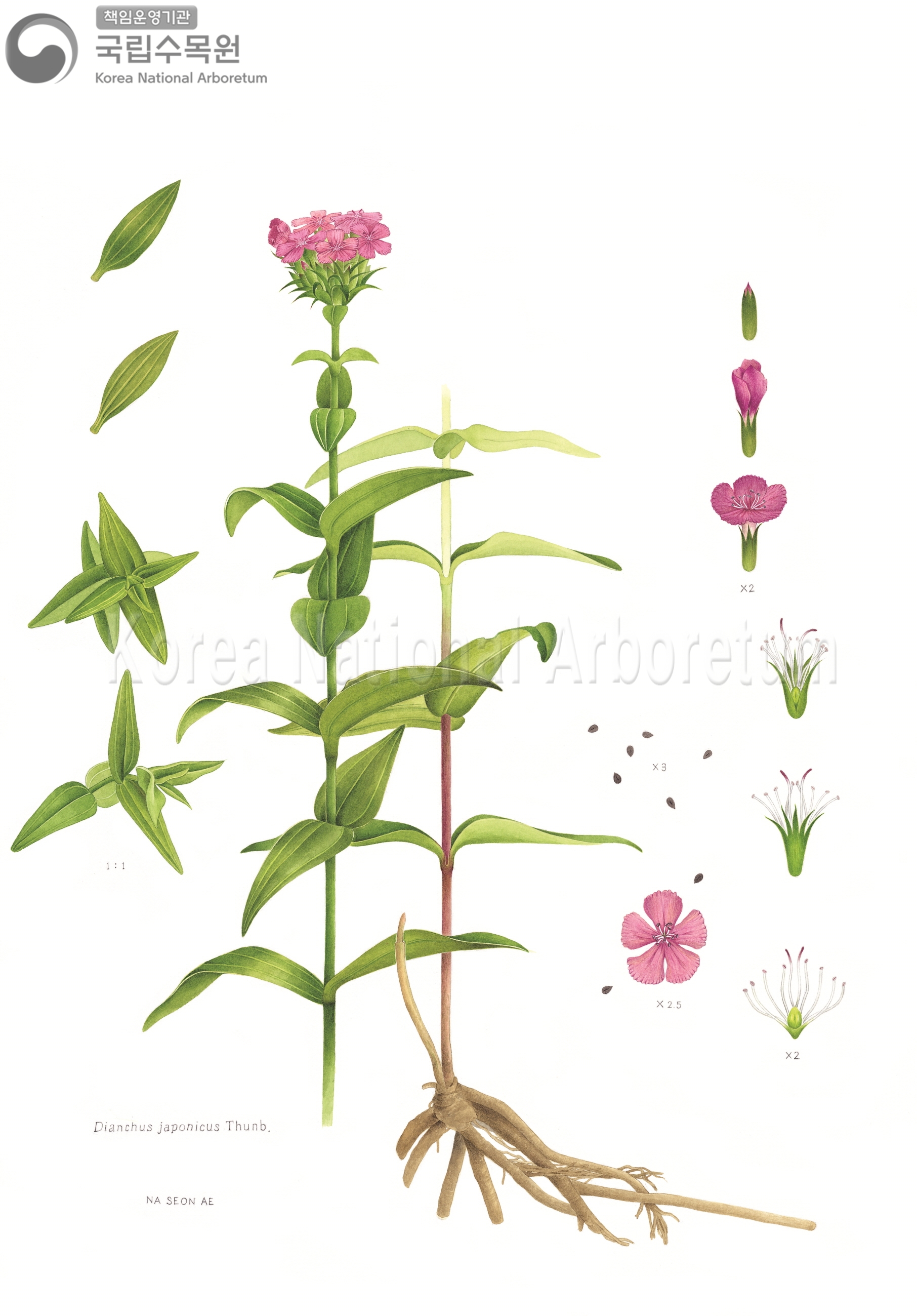 Plant Illustration Detailed View