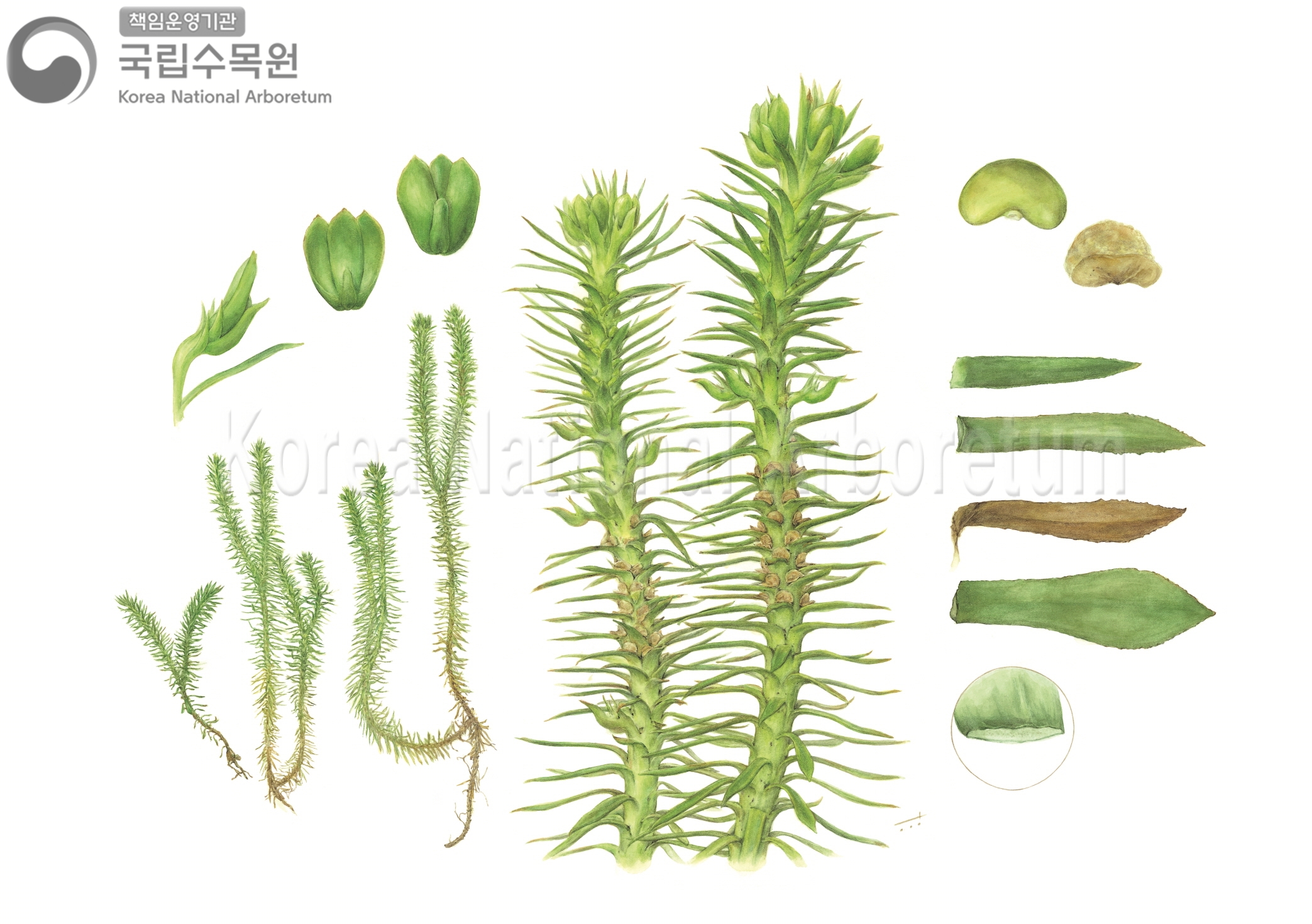 Plant Illustration Detailed View