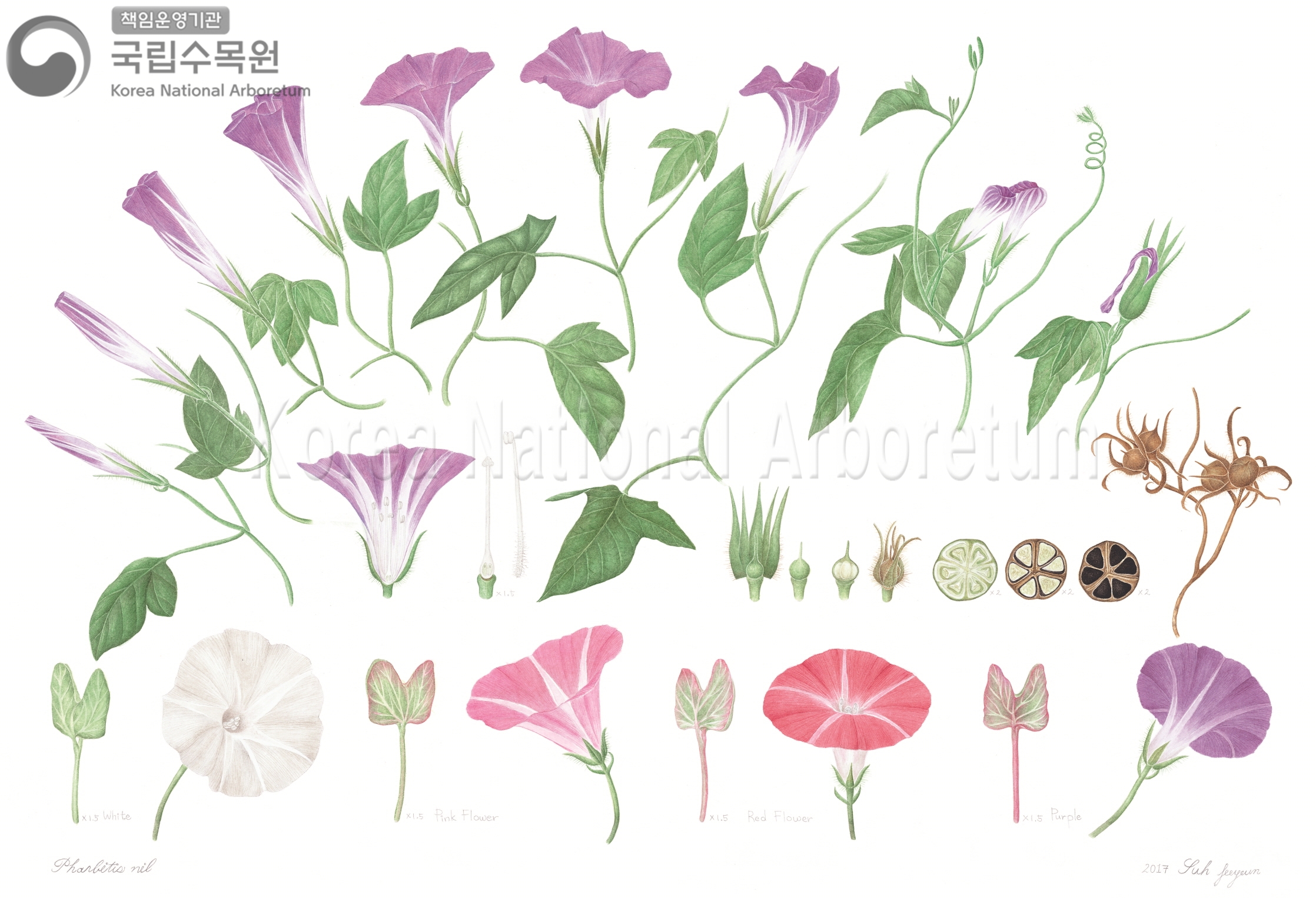 Plant Illustration Detailed View