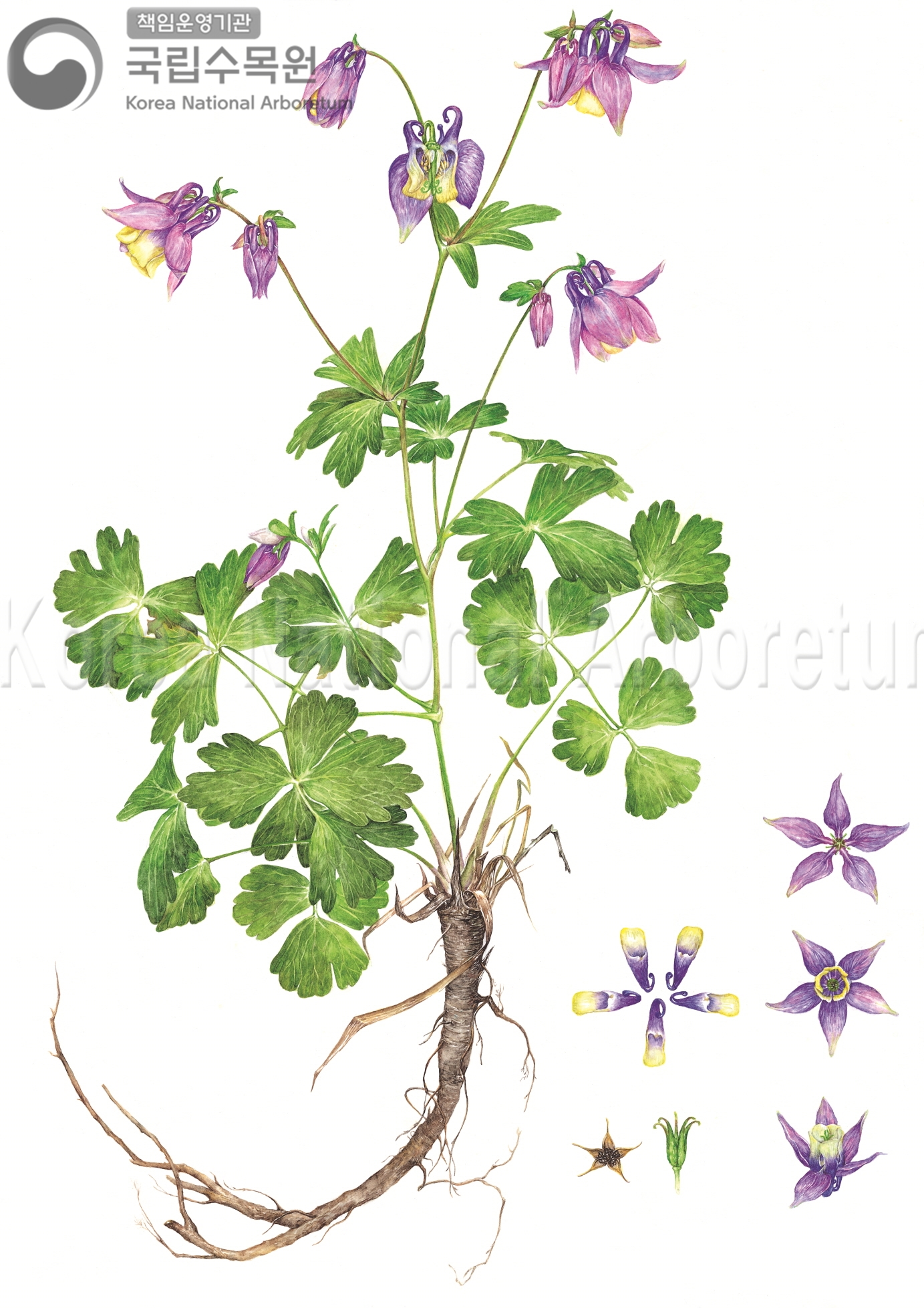 Plant Illustration Detailed View