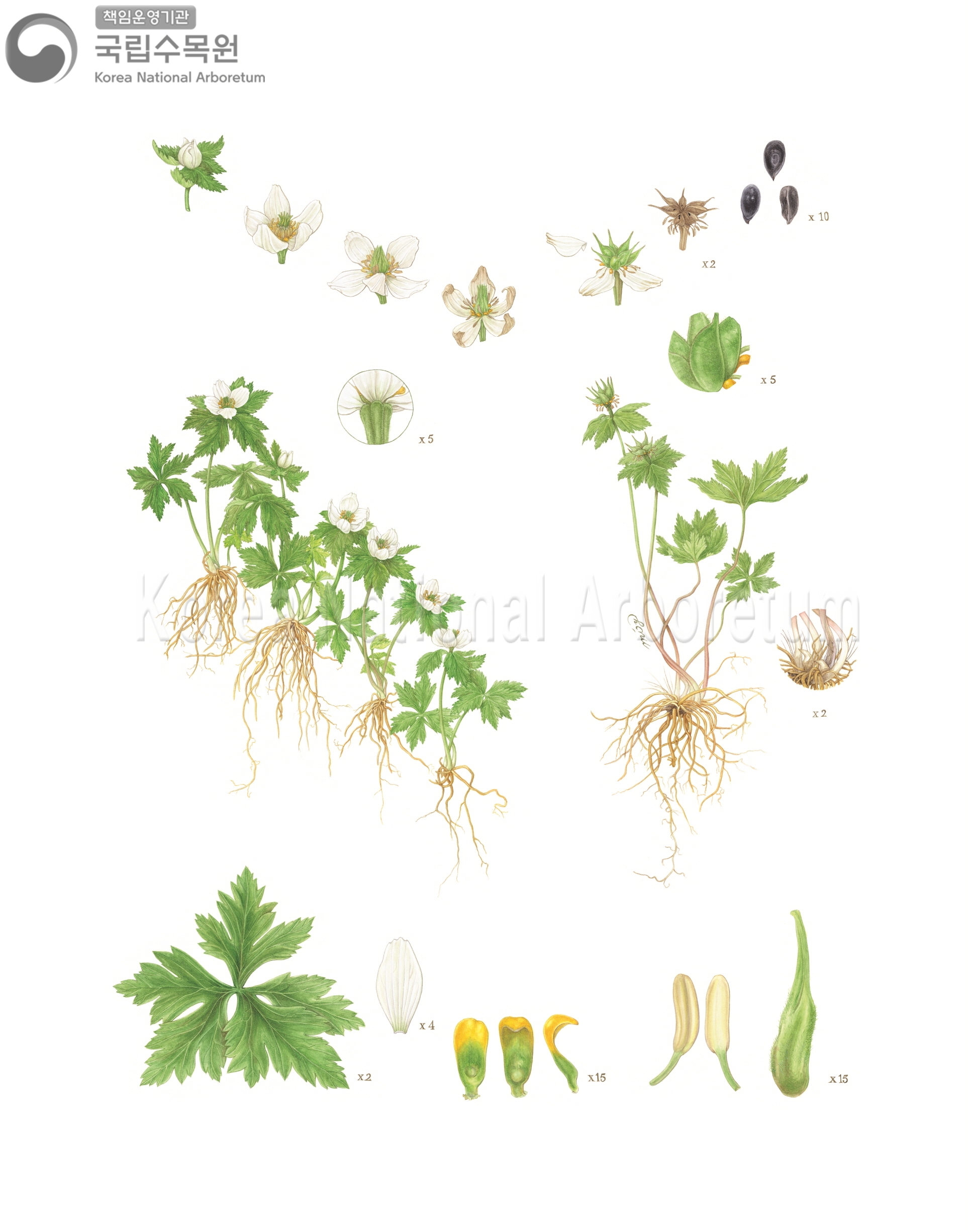 Plant Illustration Detailed View