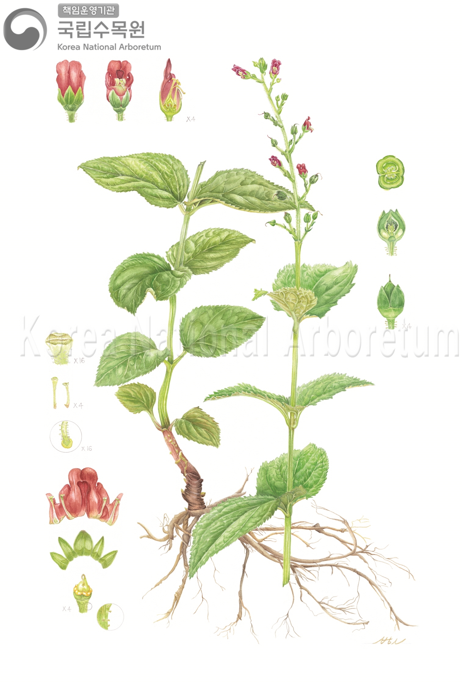 Plant Illustration Detailed View