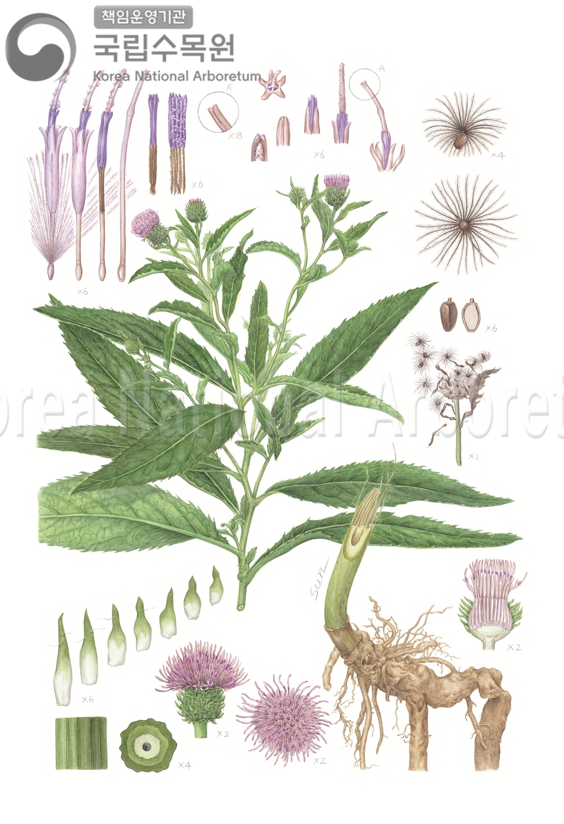 Plant Illustration Detailed View