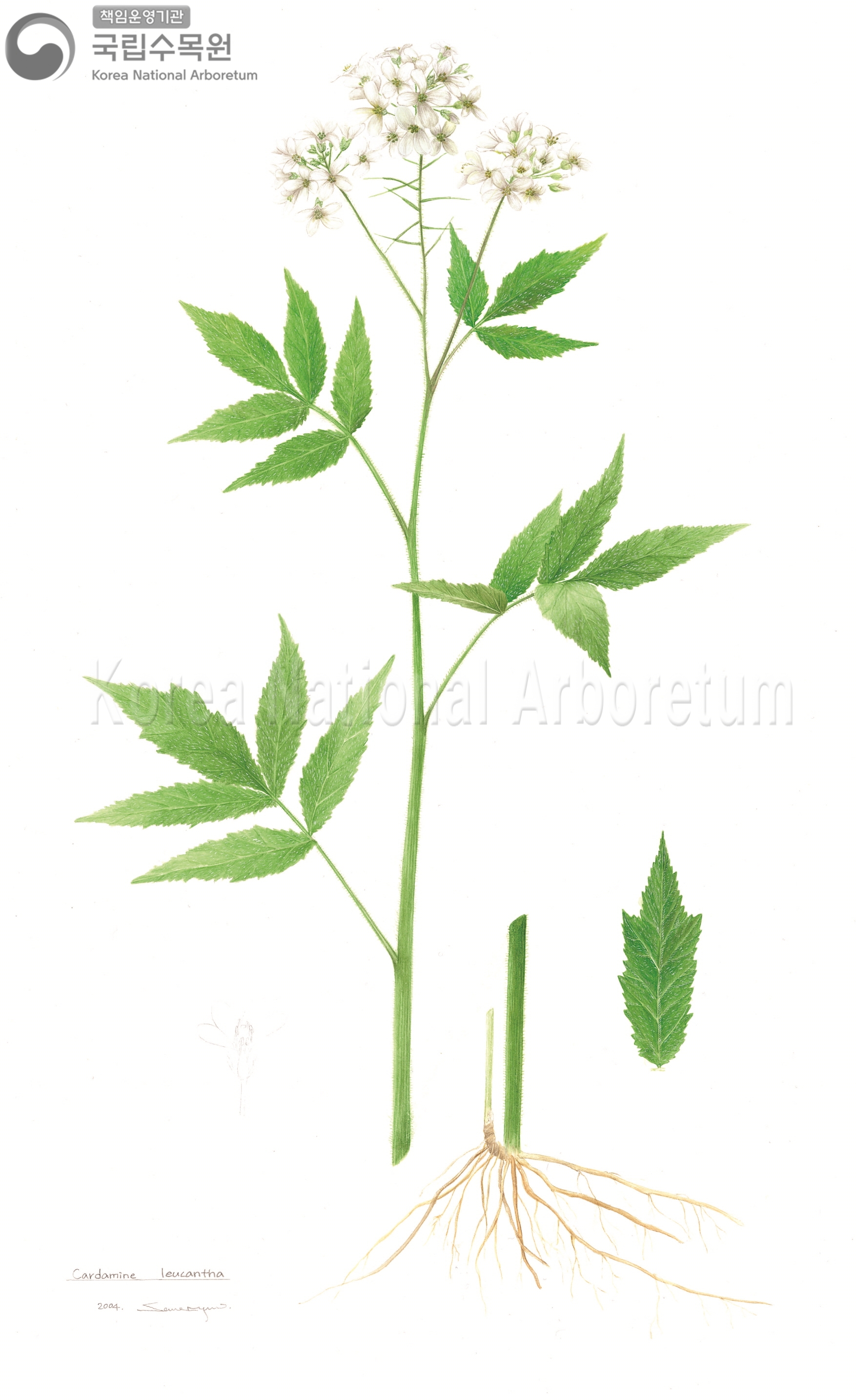 Plant Illustration Detailed View