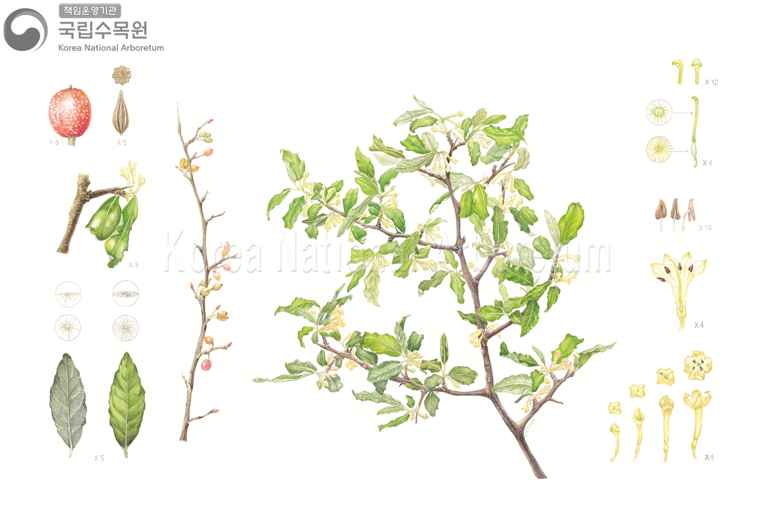 Plant Illustration Detailed View