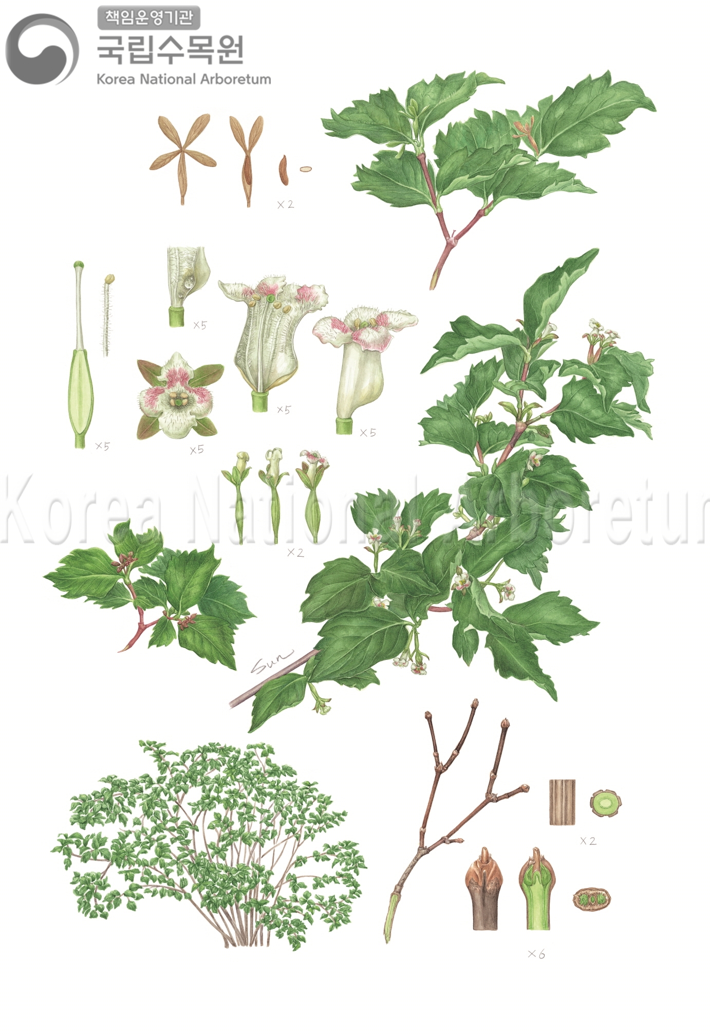 Plant Illustration Detailed View