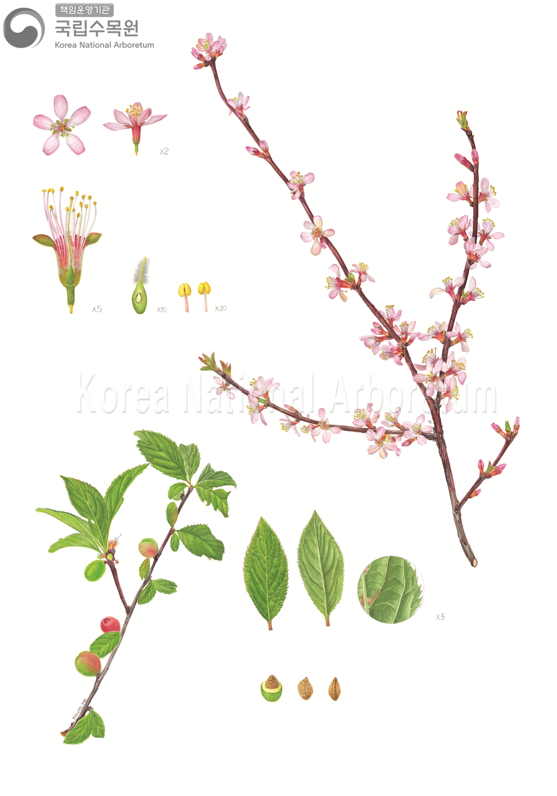 Plant Illustration Detailed View