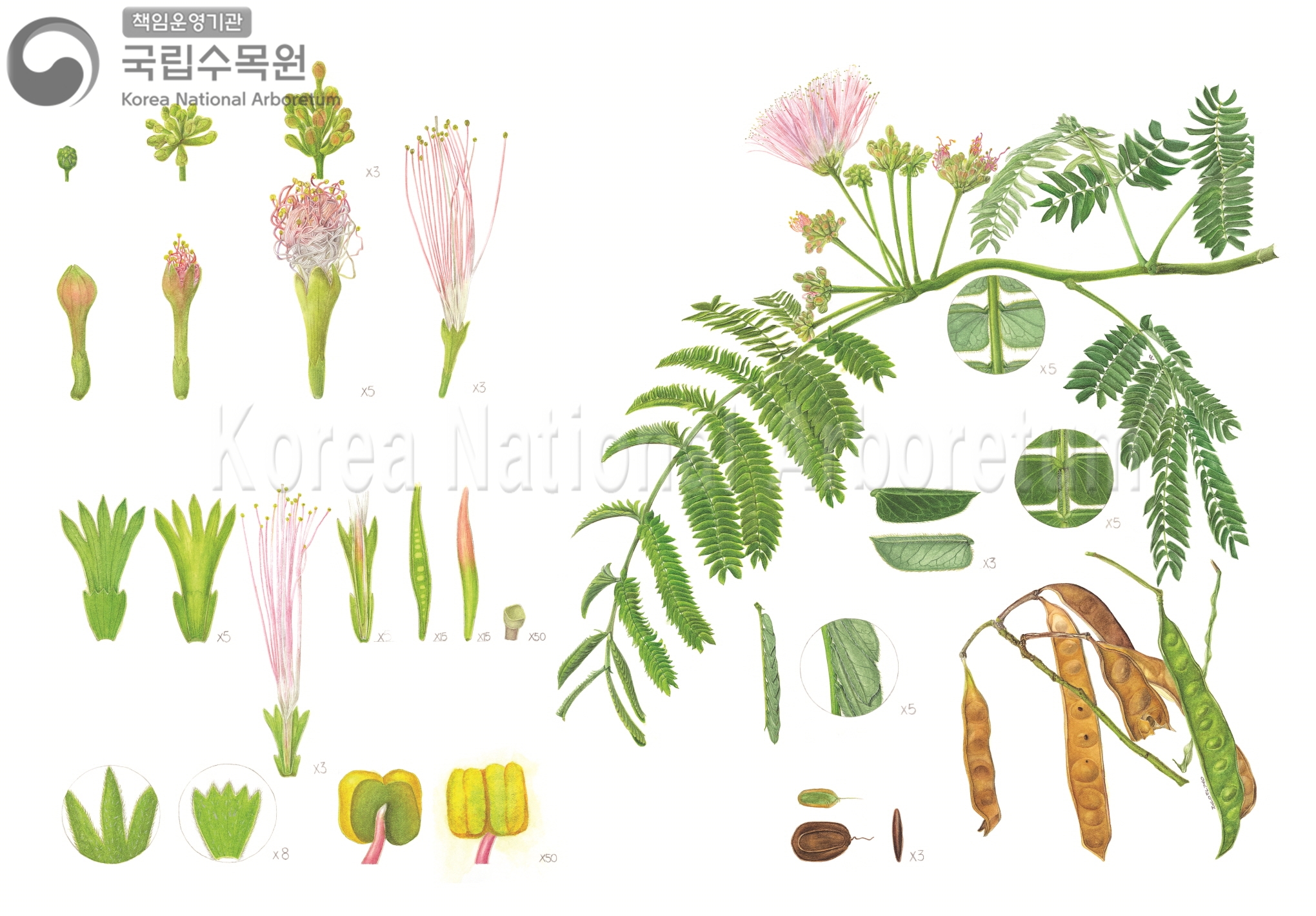 Plant Illustration Detailed View