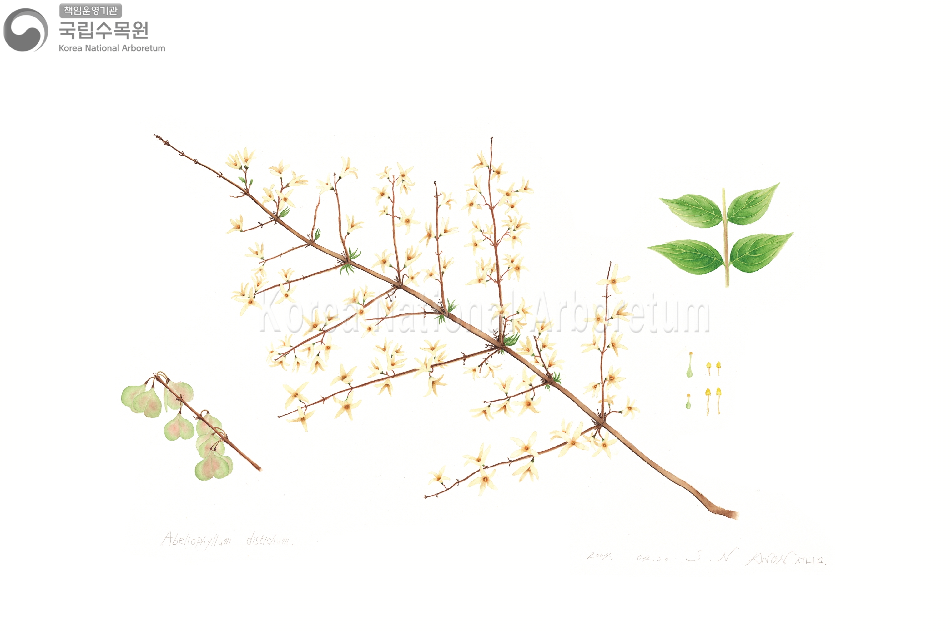 Plant Illustration Detailed View