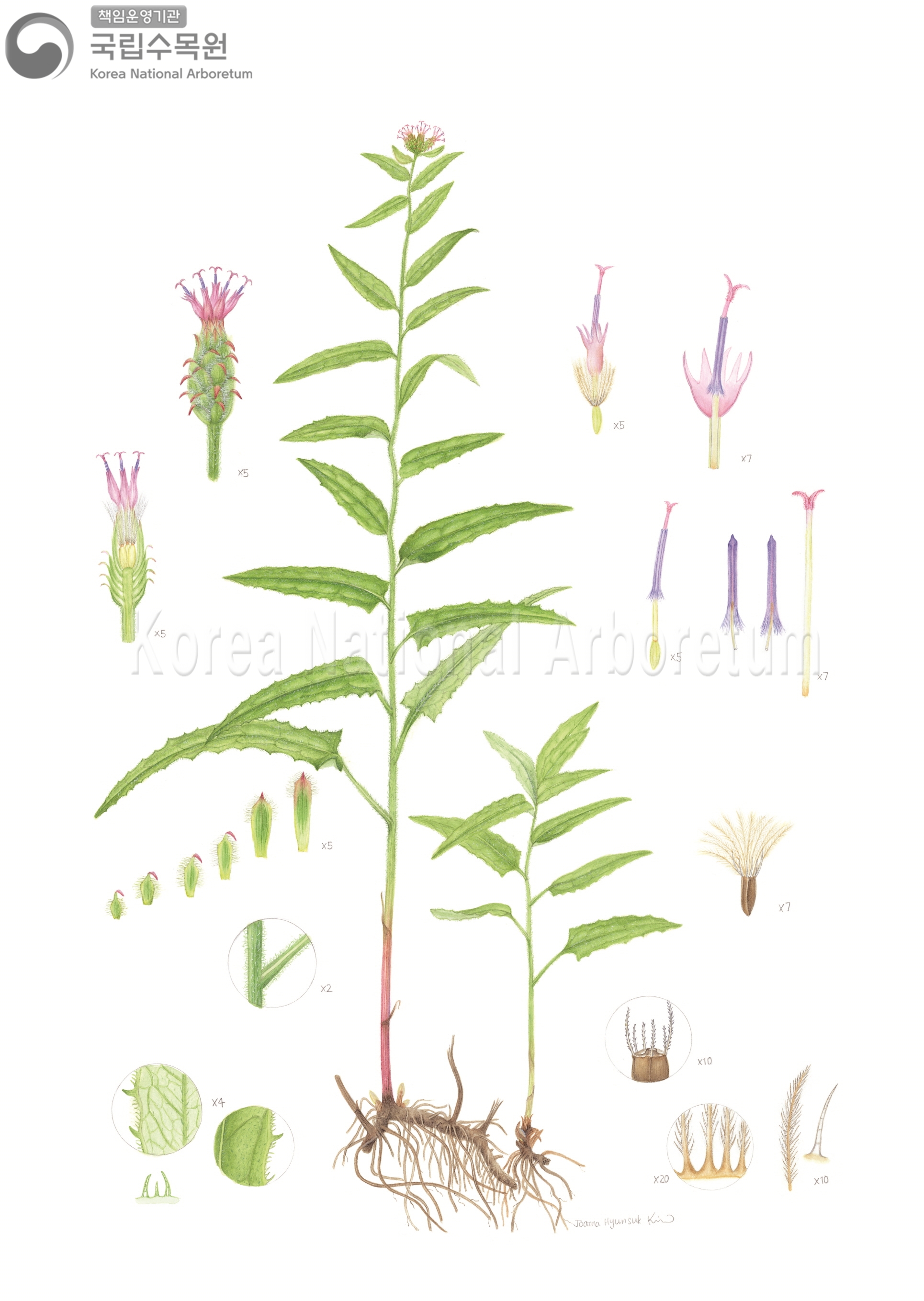 Plant Illustration Detailed View