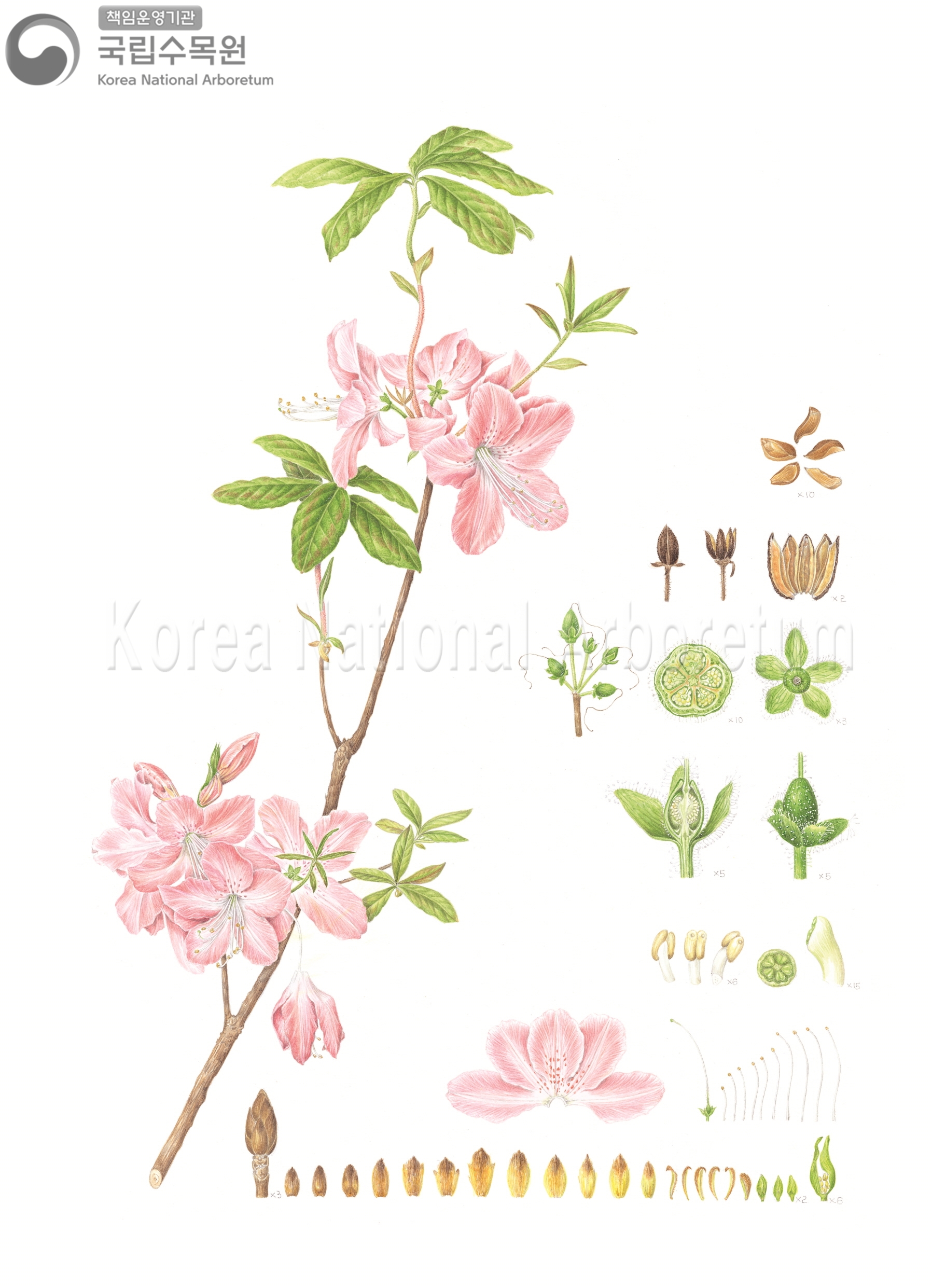 Plant Illustration Detailed View