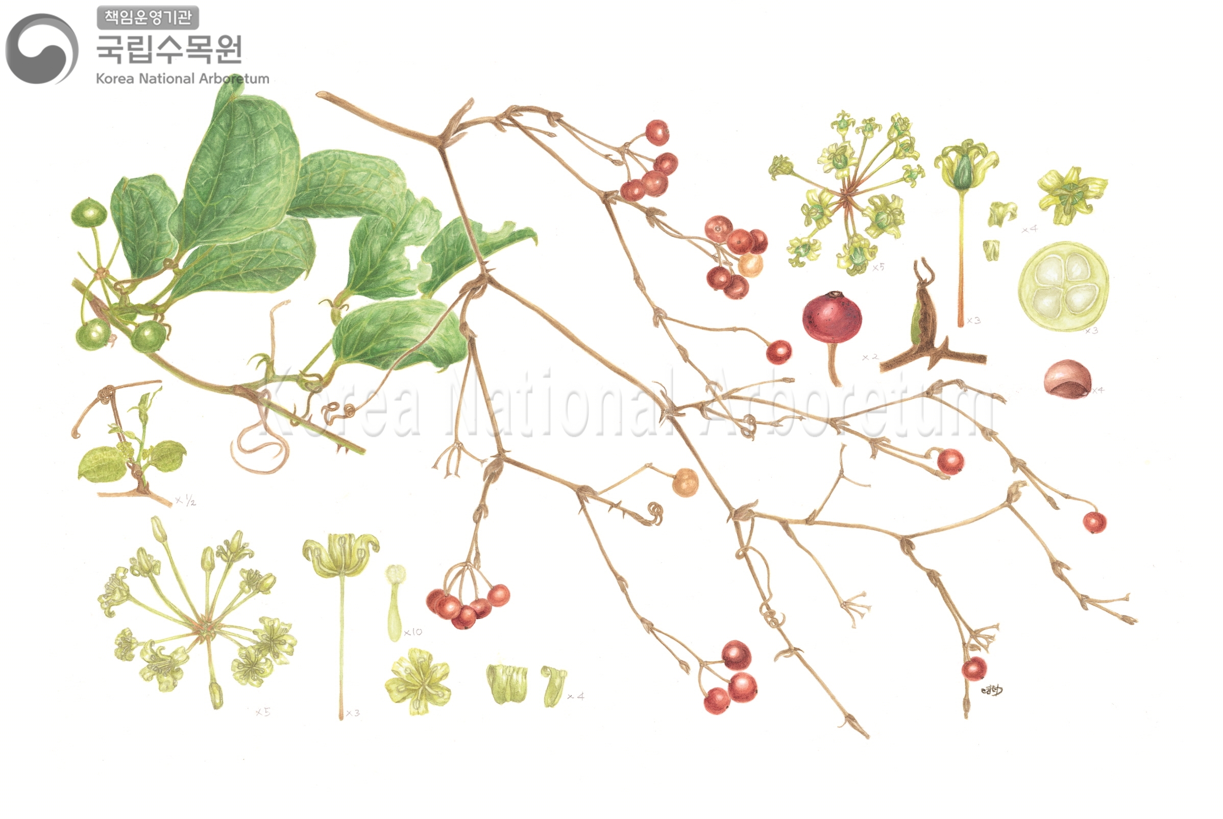 Plant Illustration Detailed View