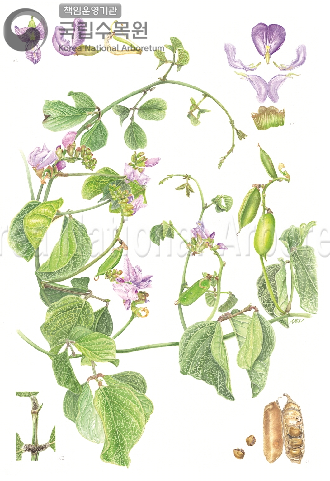 Plant Illustration Detailed View