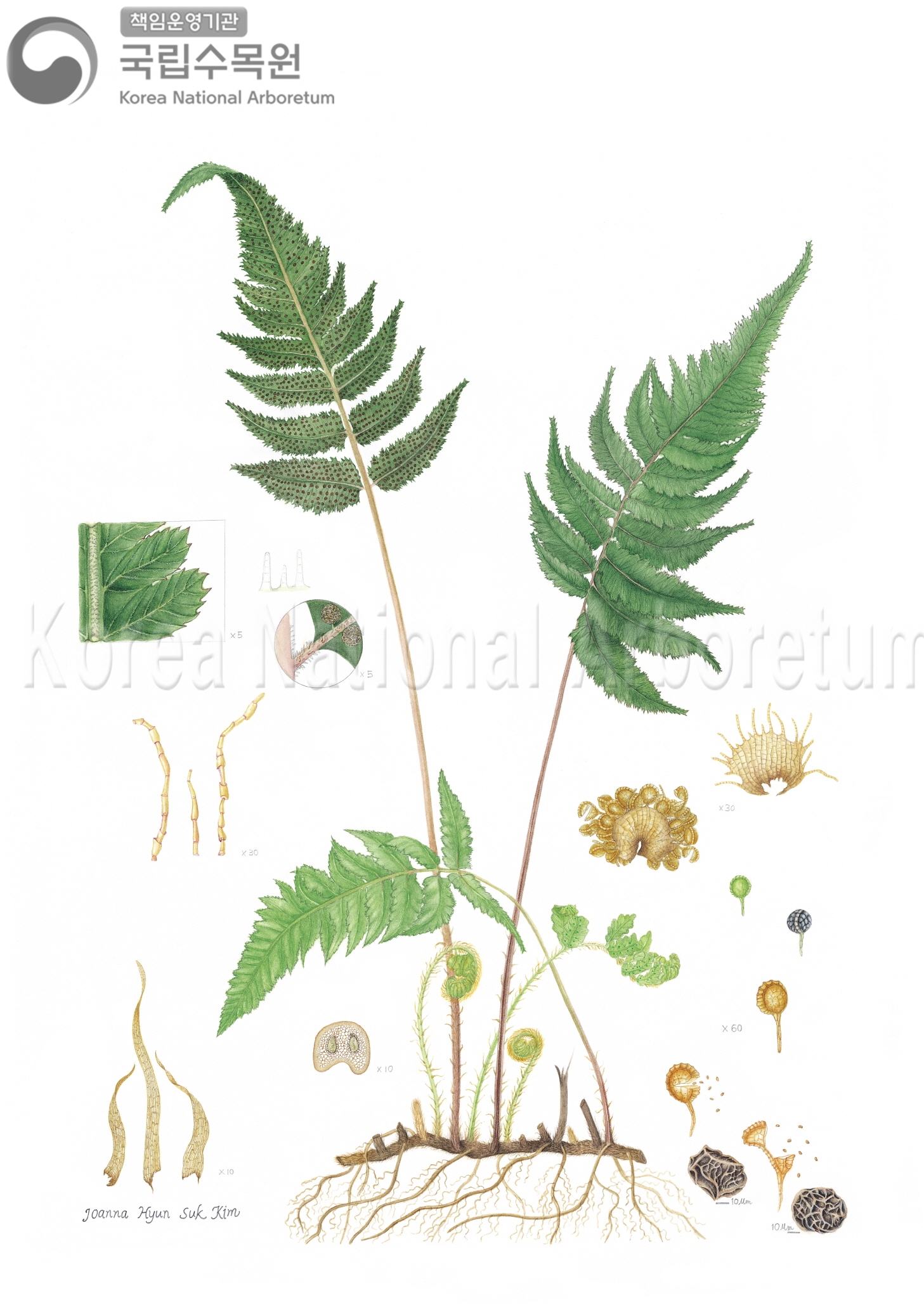 Plant Illustration Detailed View