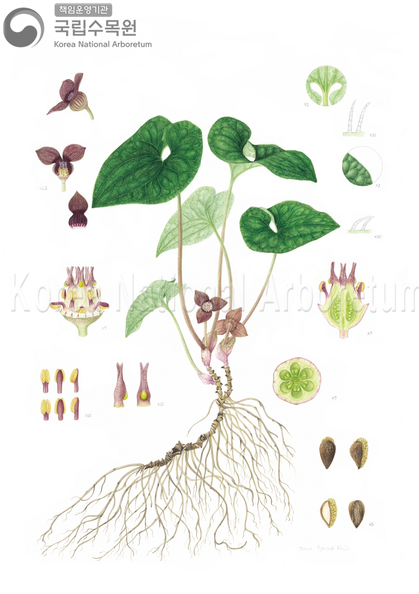 Plant Illustration Detailed View