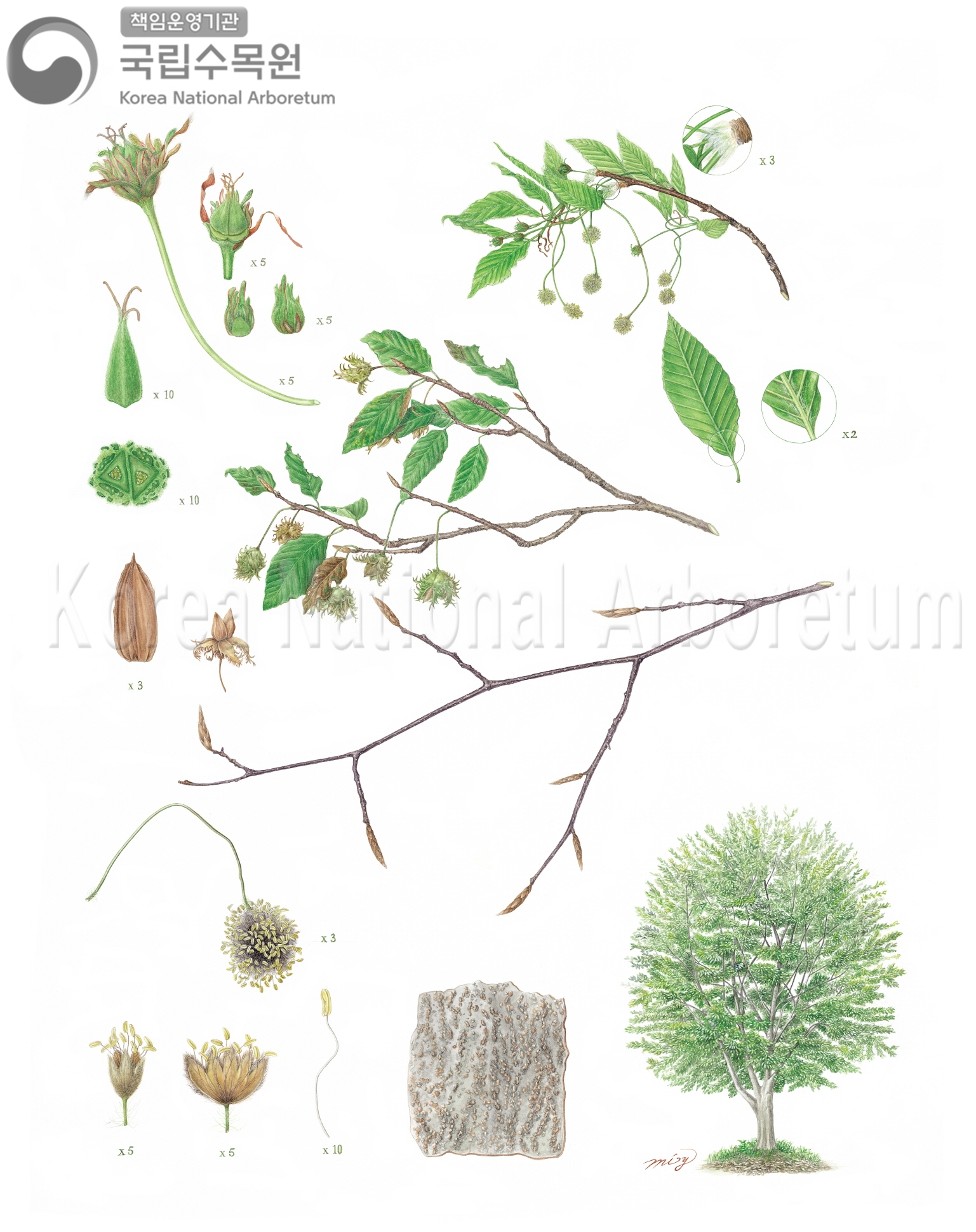 Plant Illustration Detailed View