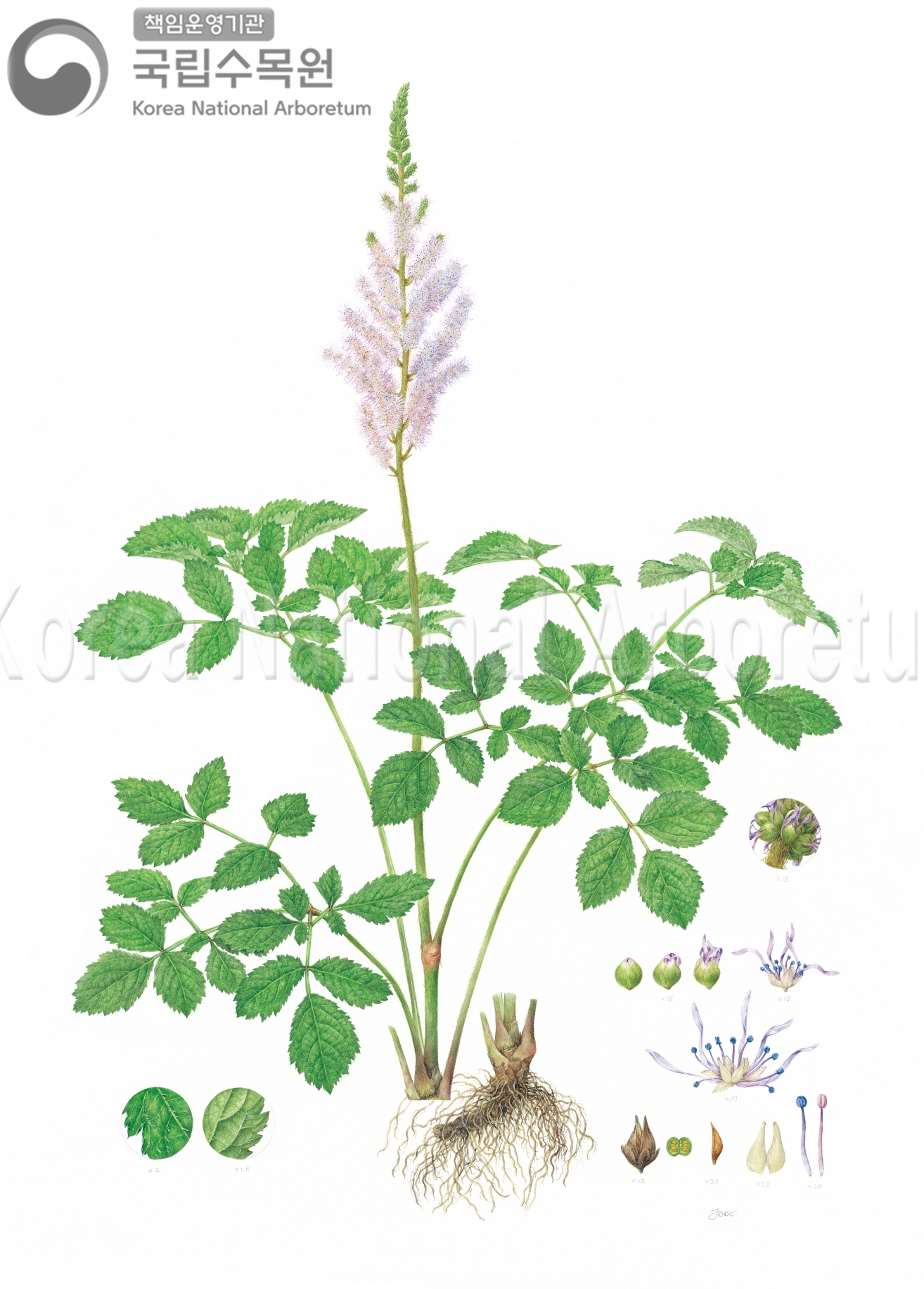 Plant Illustration Detailed View