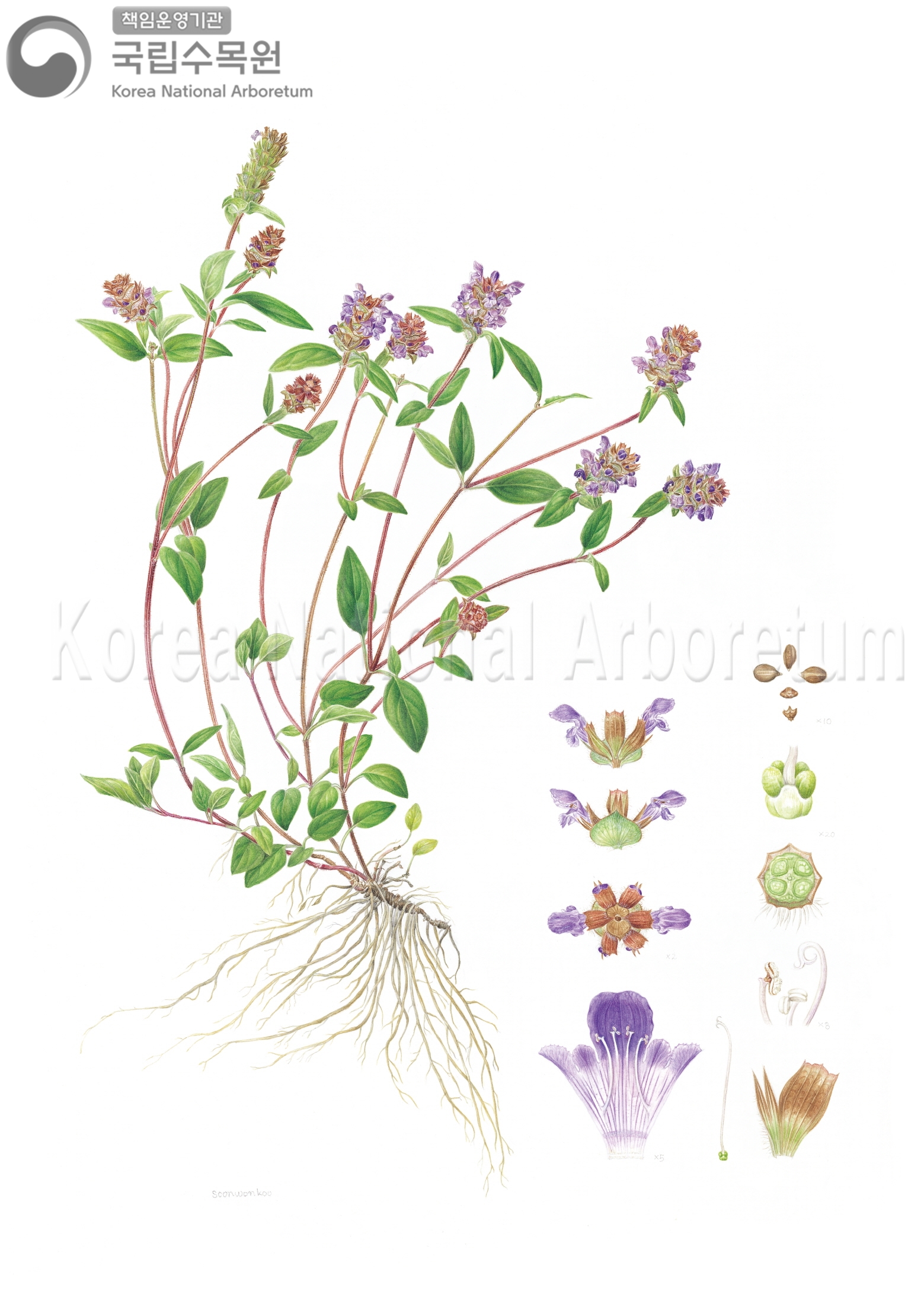 Plant Illustration Detailed View