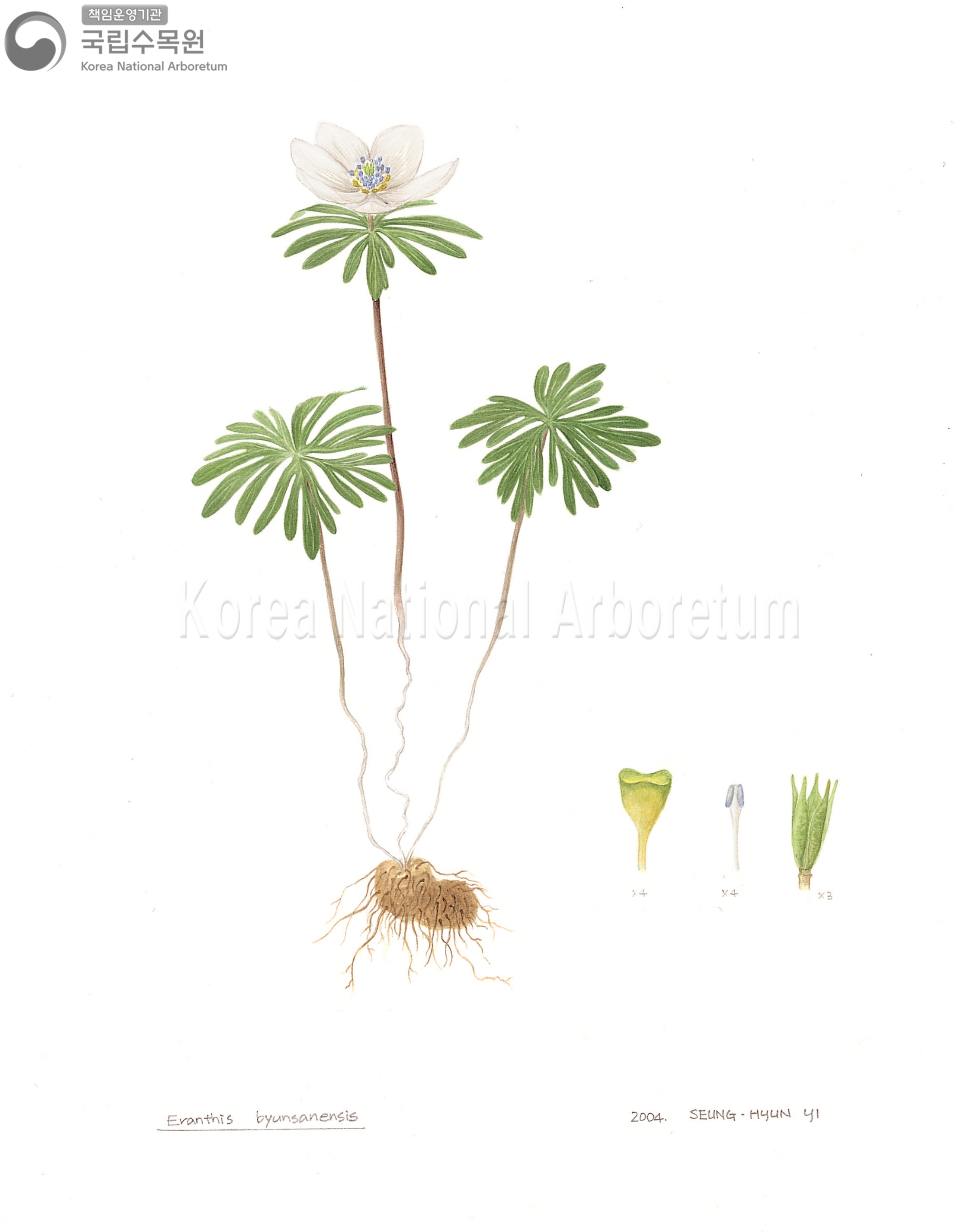 Plant Illustration Detailed View