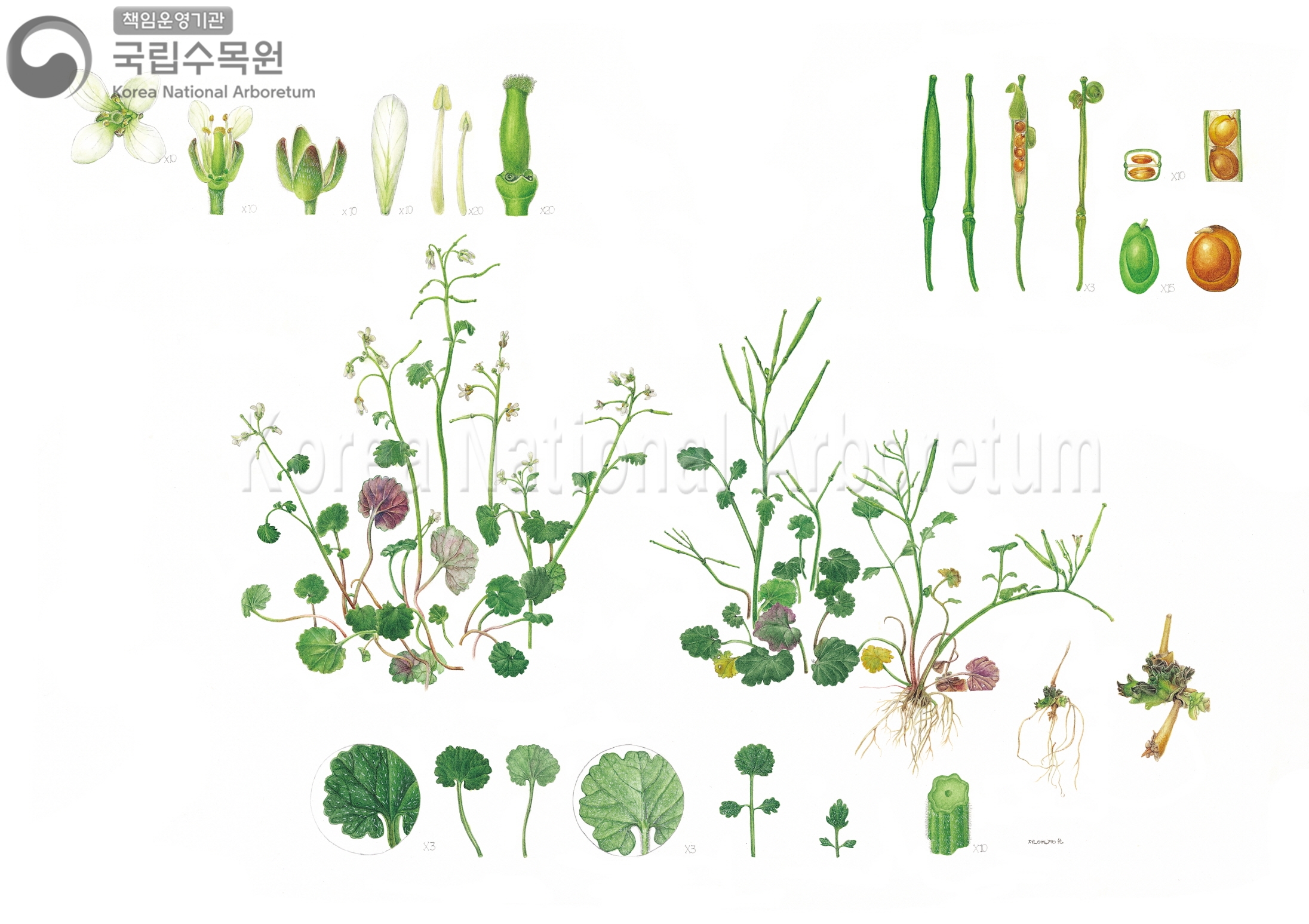 Plant Illustration Detailed View