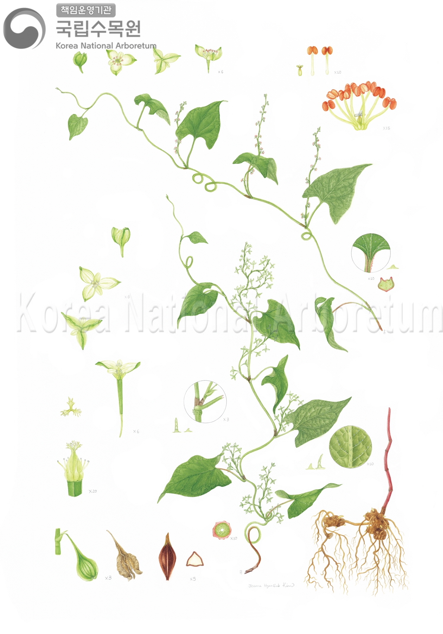 Plant Illustration Detailed View