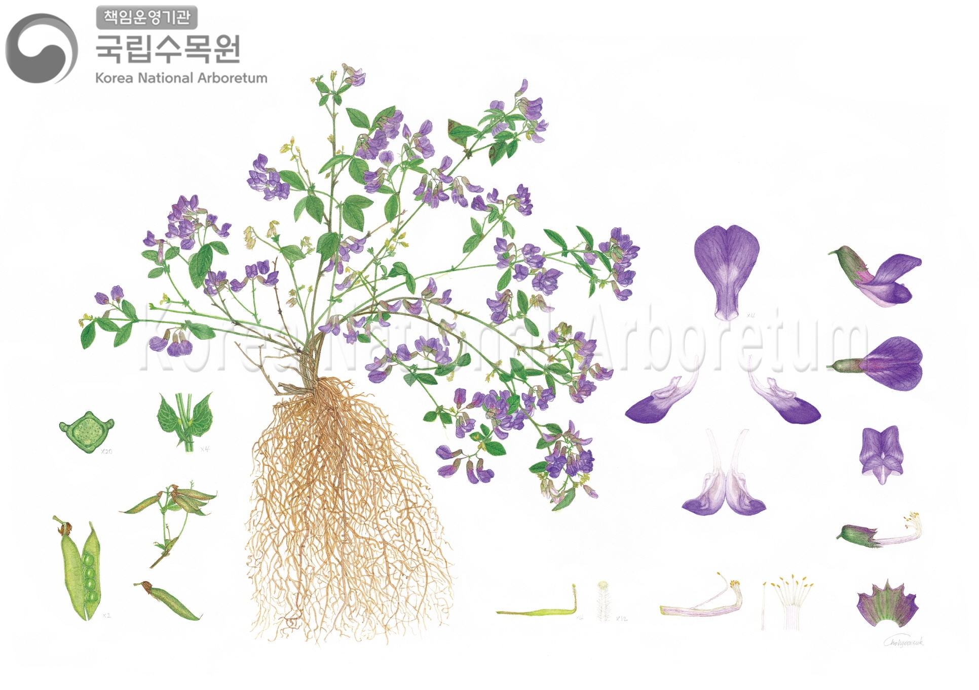 Plant Illustration Detailed View