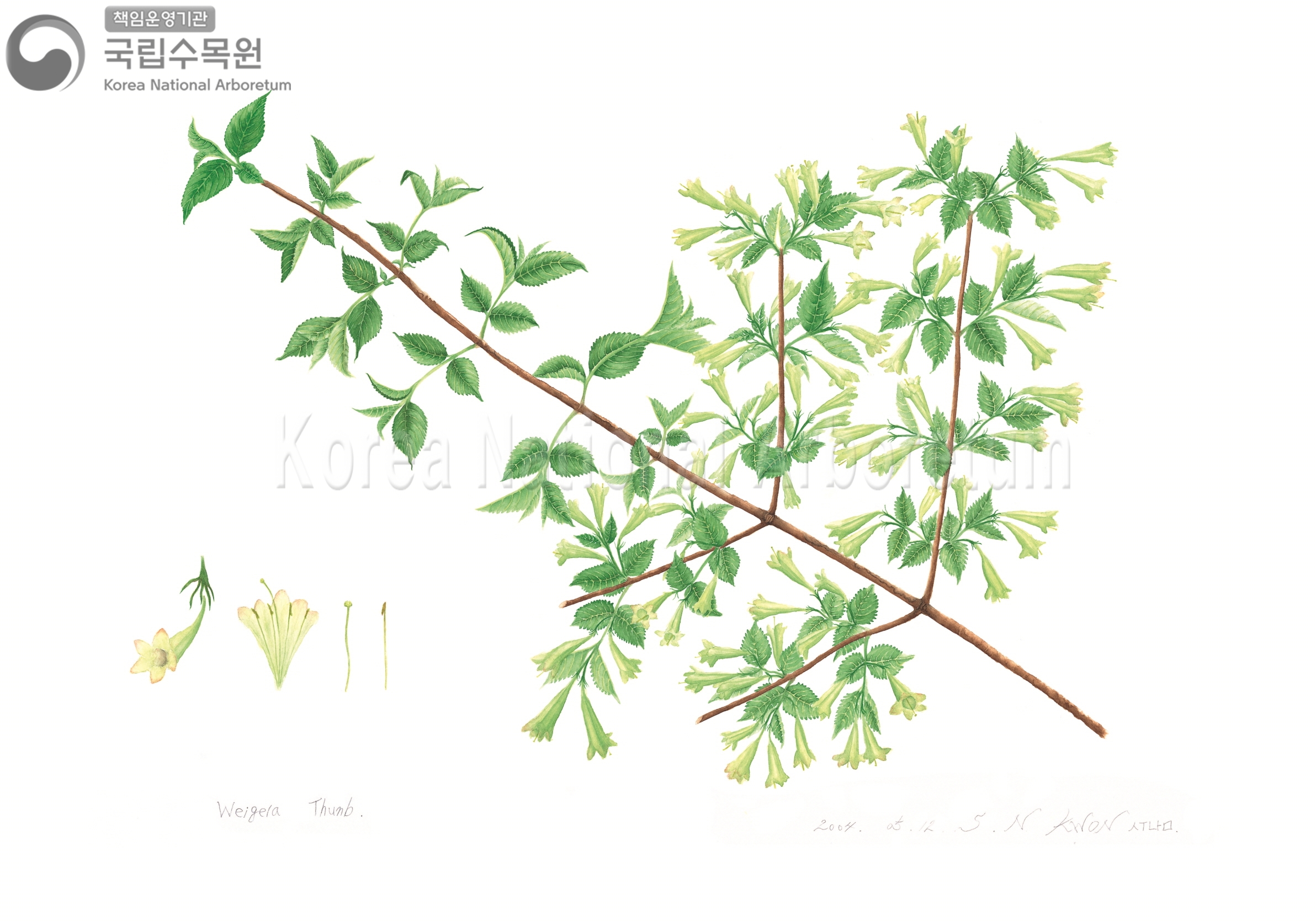 Plant Illustration Detailed View