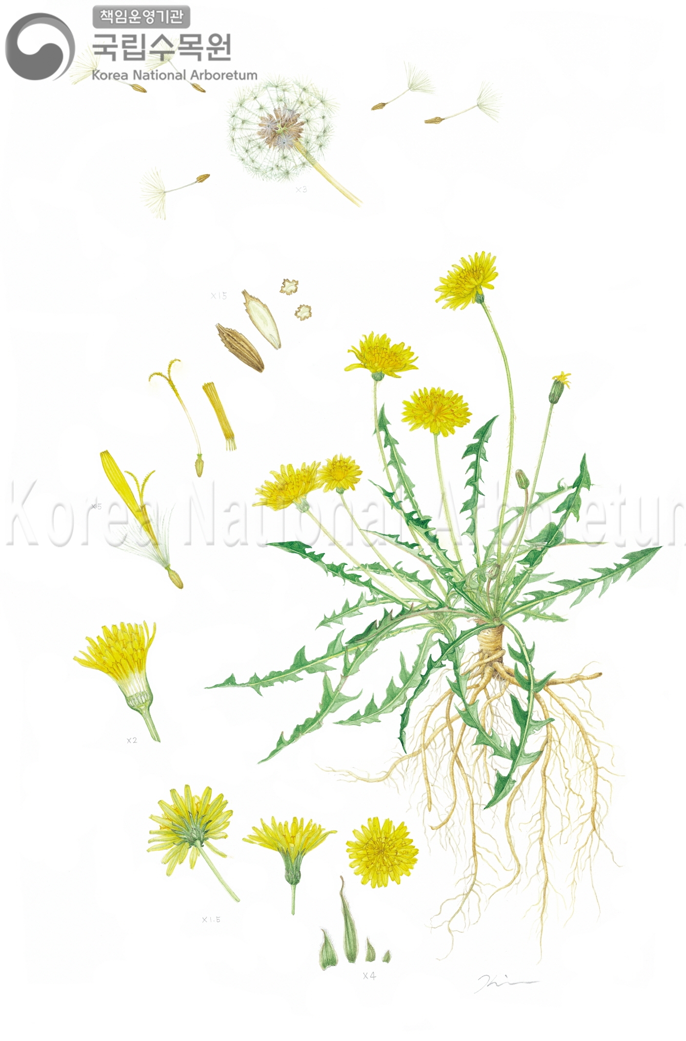 Plant Illustration Detailed View