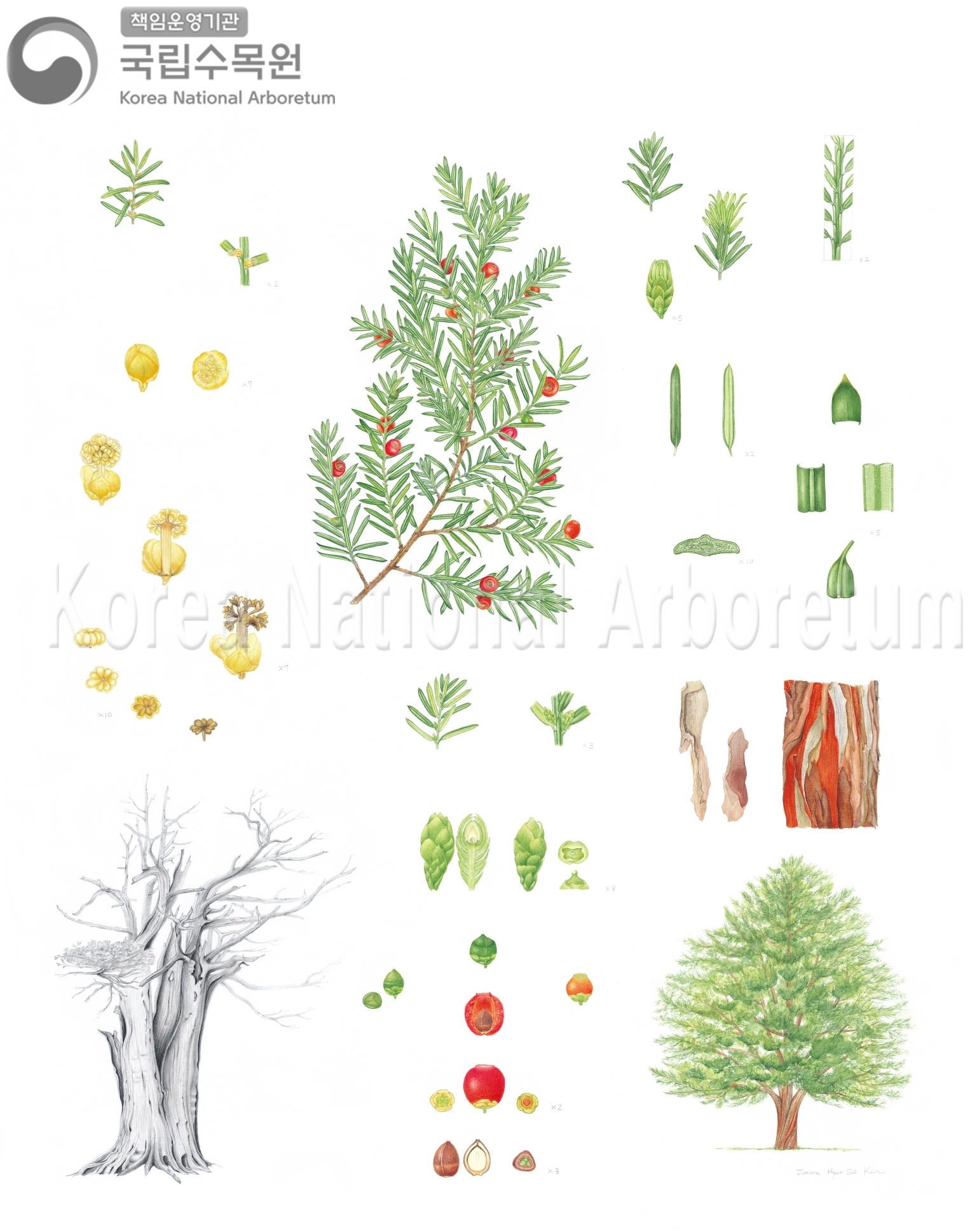 Plant Illustration Detailed View