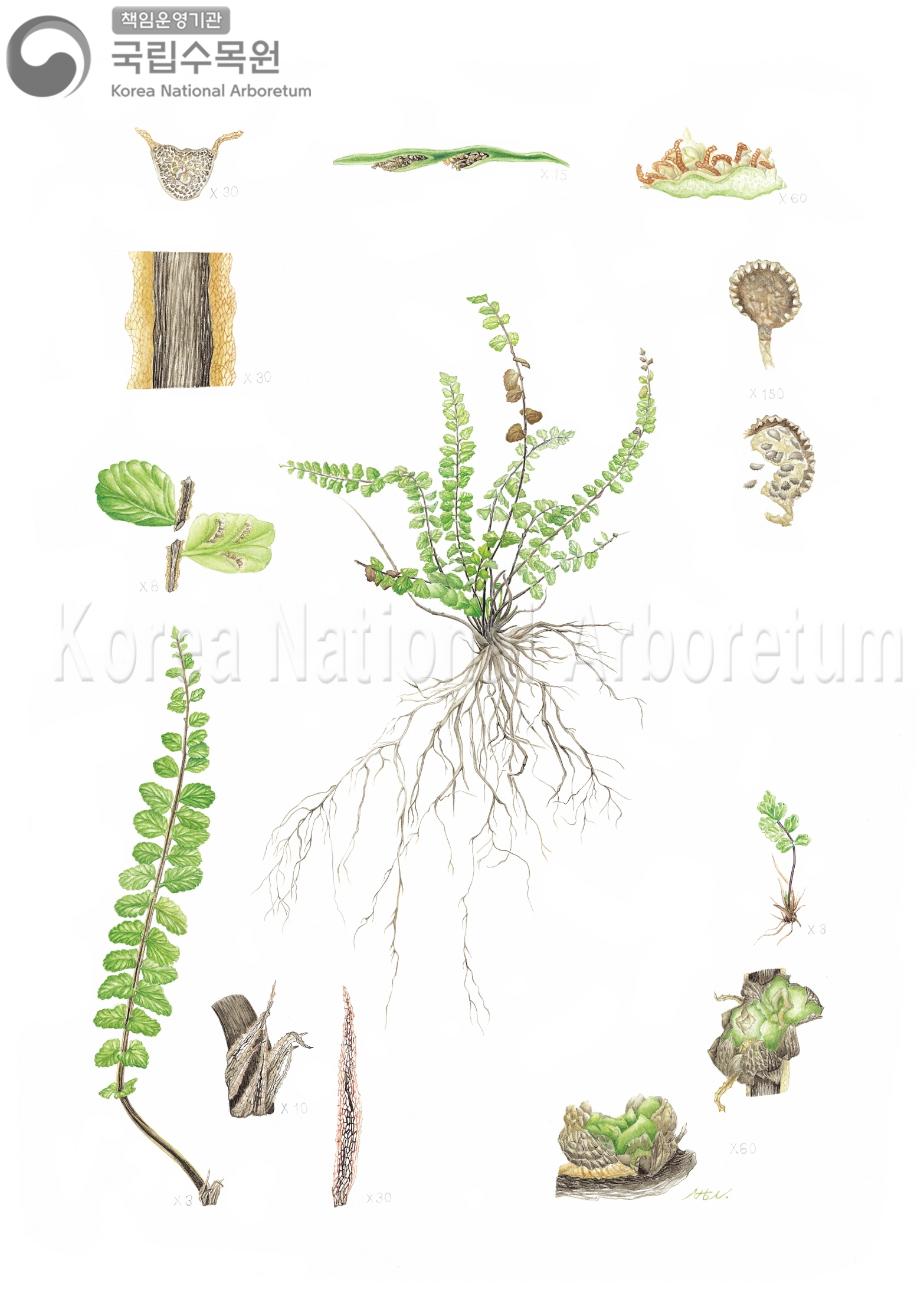 Plant Illustration Detailed View