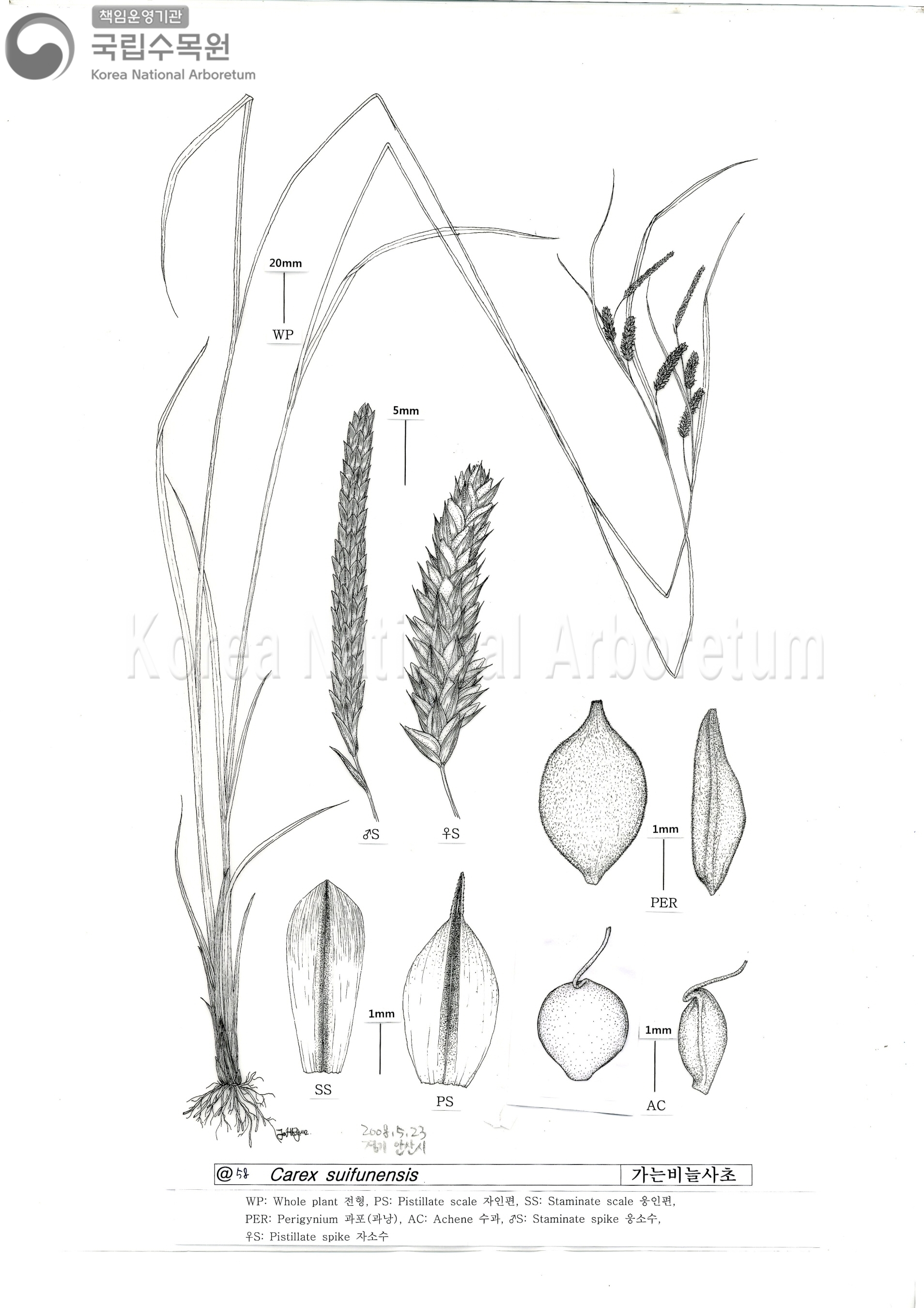 Plant Illustration Detailed View