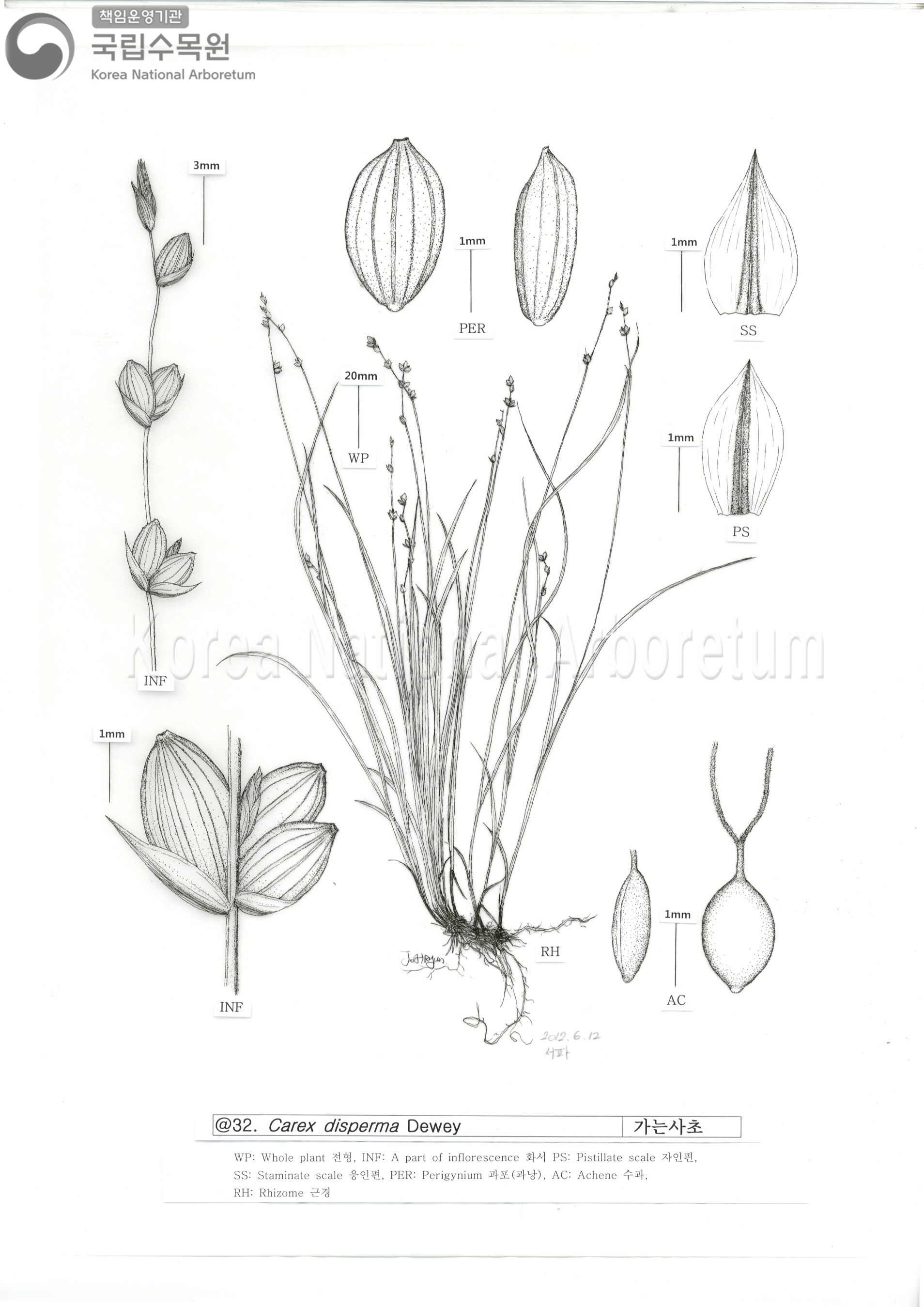 Plant Illustration Detailed View