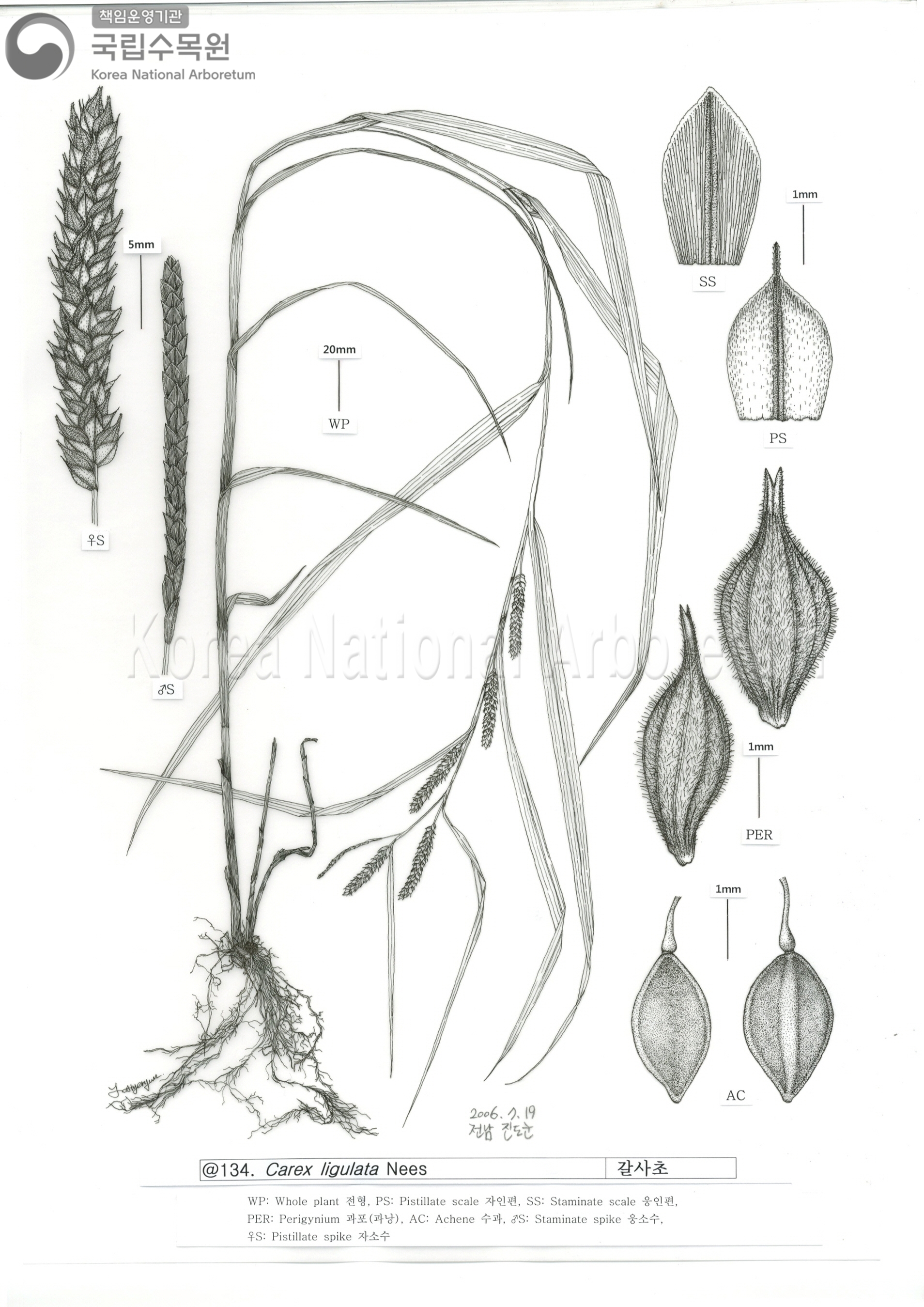 Plant Illustration Detailed View