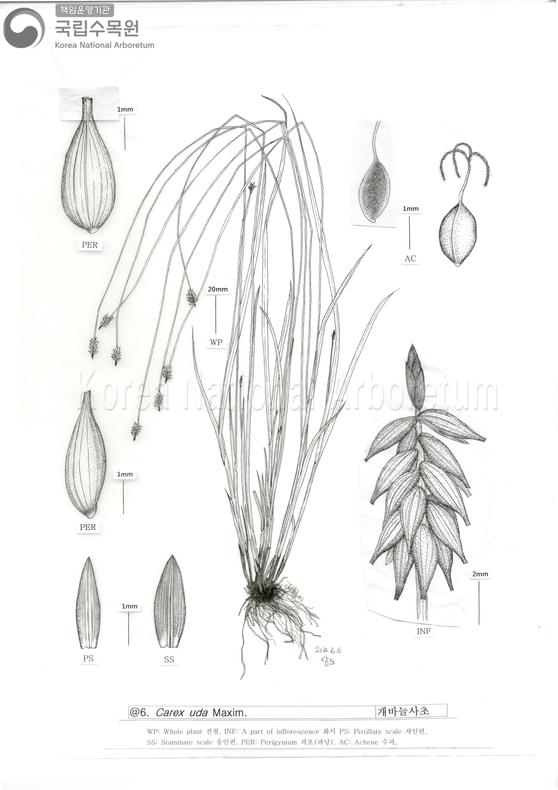 Plant Illustration Detailed View